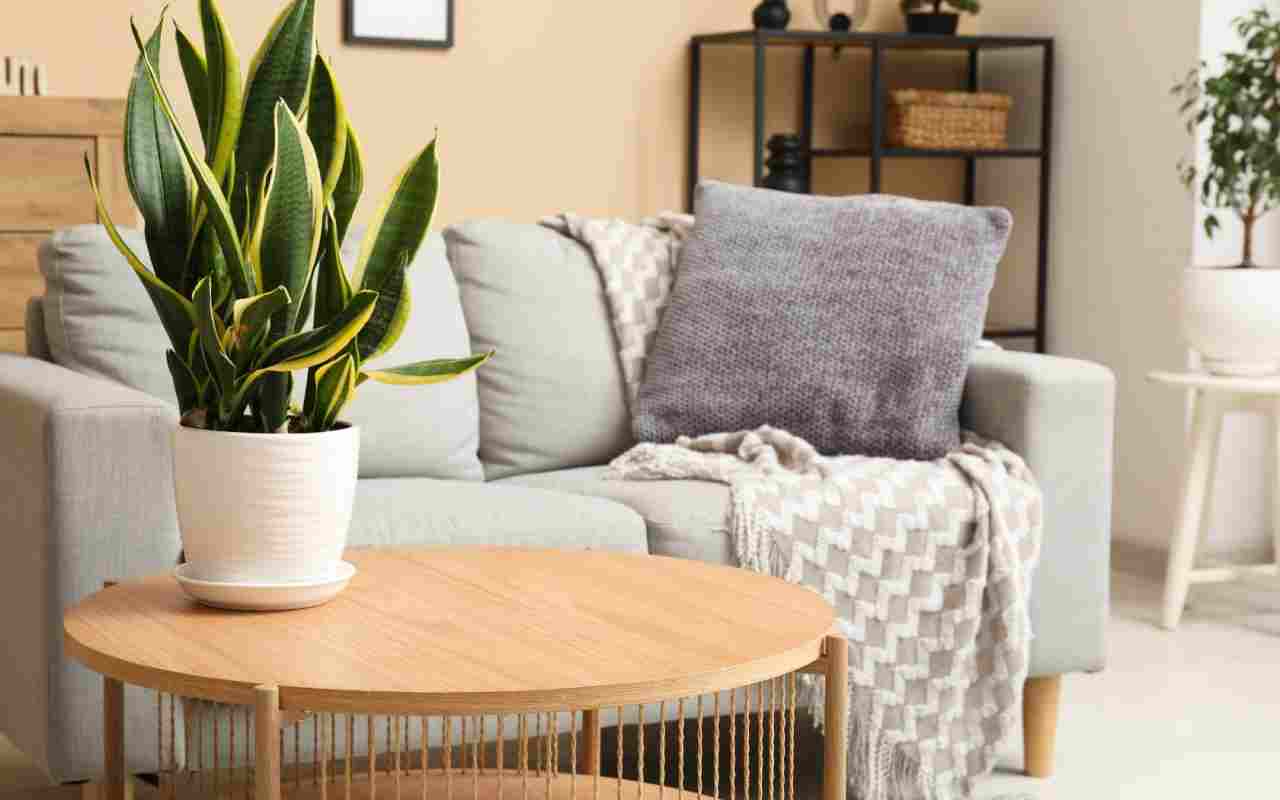 Design biofilic - Cum sa aduci natura in casa ta si sa-ti transformi locuinta intr-un spatiu de echilibru si sanatate