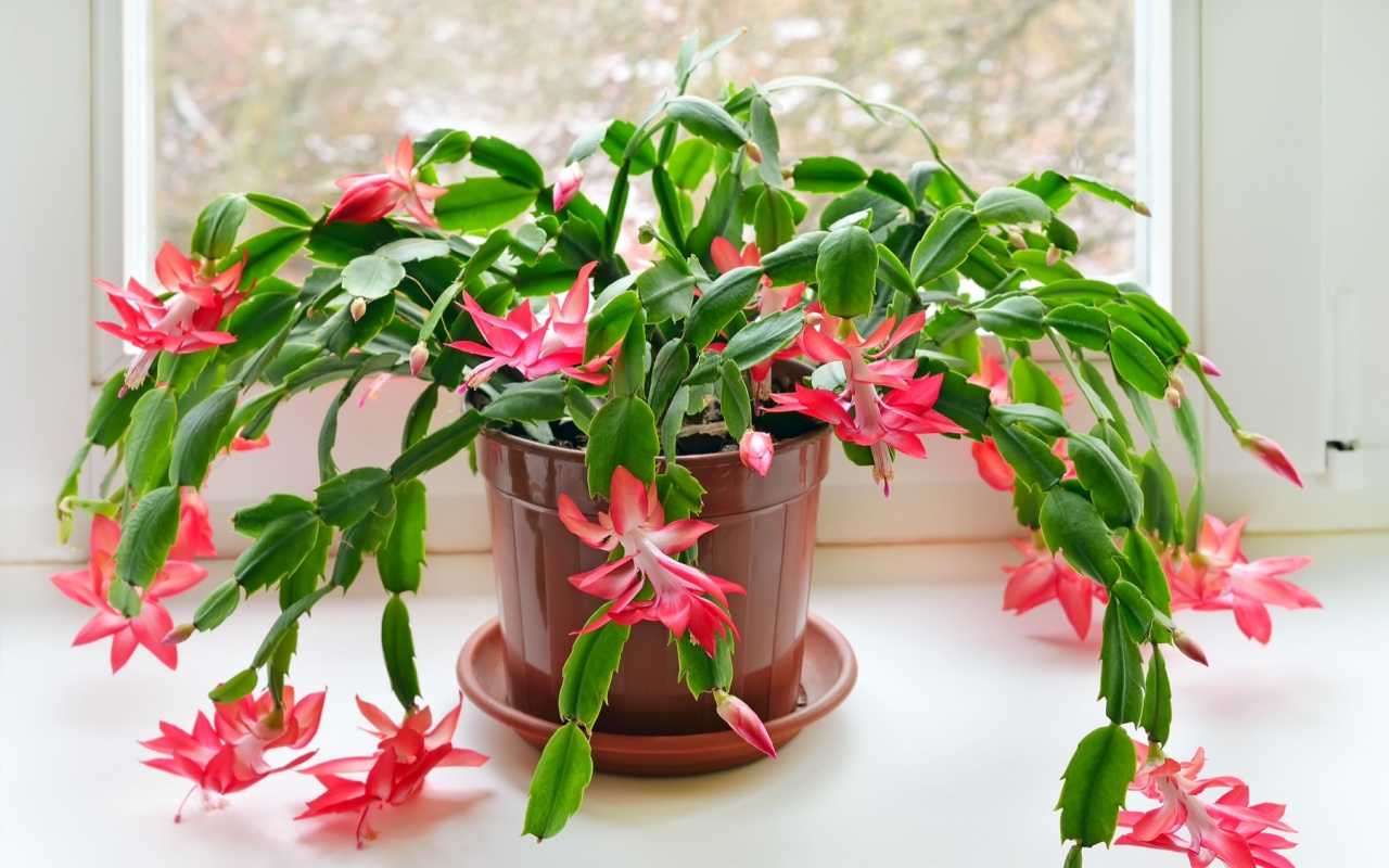 Cactusi - ghid complet pentru ingrijire, specii de cactusi care infloresc si alte curiozitati