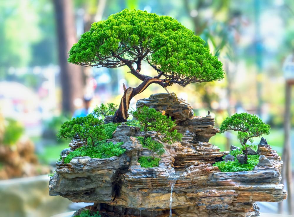Semnificatie bonsai - descopera simbolistica Feng Shui si beneficiile acestui arbore japonez