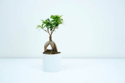 bonsai