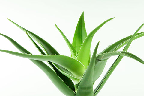 Beneficii Aloe Vera - iata cum aceasta planta medicinala iti poate imbunatati starea de sanatate