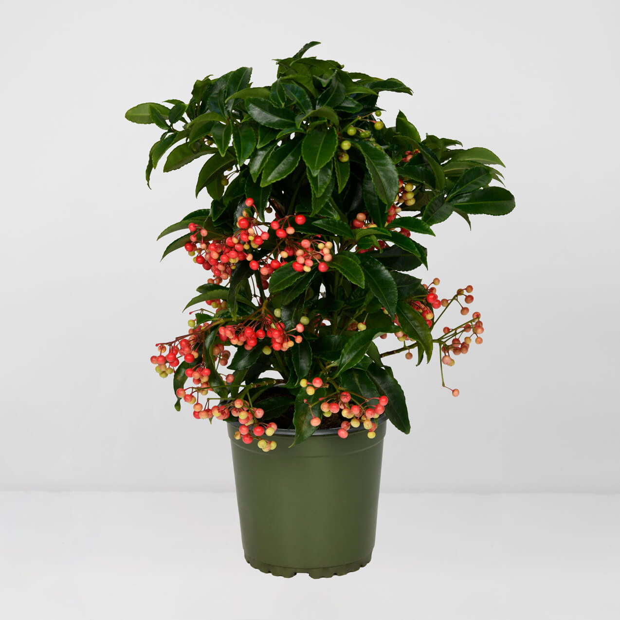 Aranjamente florale de Craciun - California Flowers, Planta Ardisia, californiaflowers.mom