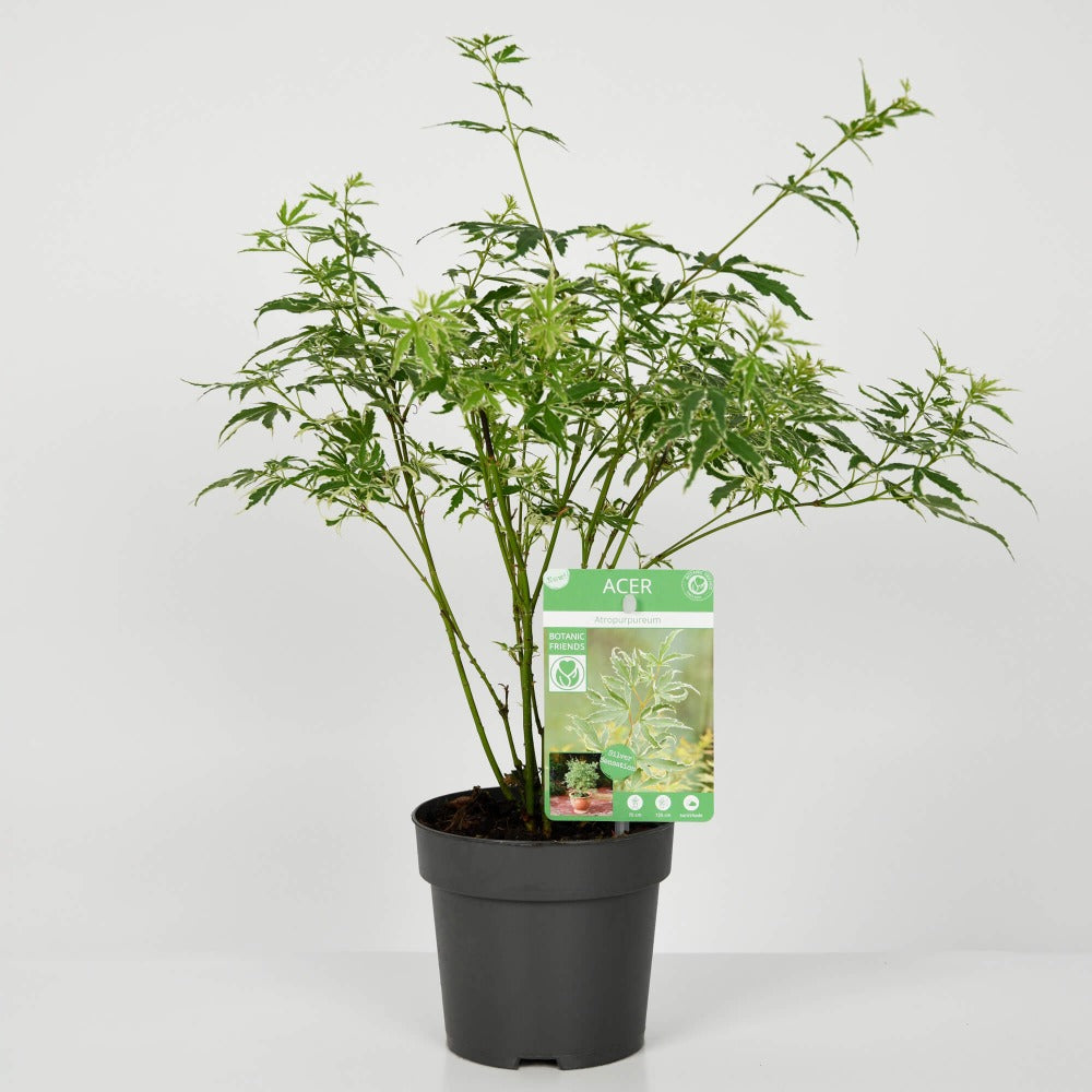 Plante, Planta Artar, californiaflowers.mom