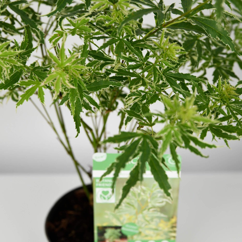 Plante, Planta Artar, californiaflowers.mom