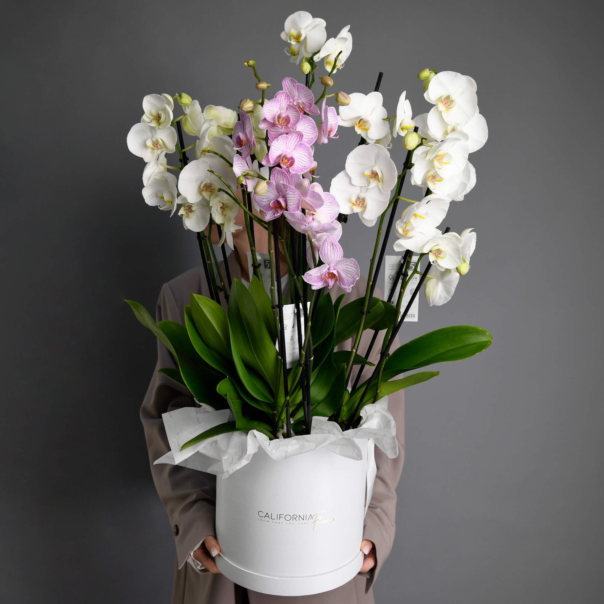 Plante, Cutie alba cu Orhidee Phalaenopsis, californiaflowers.mom