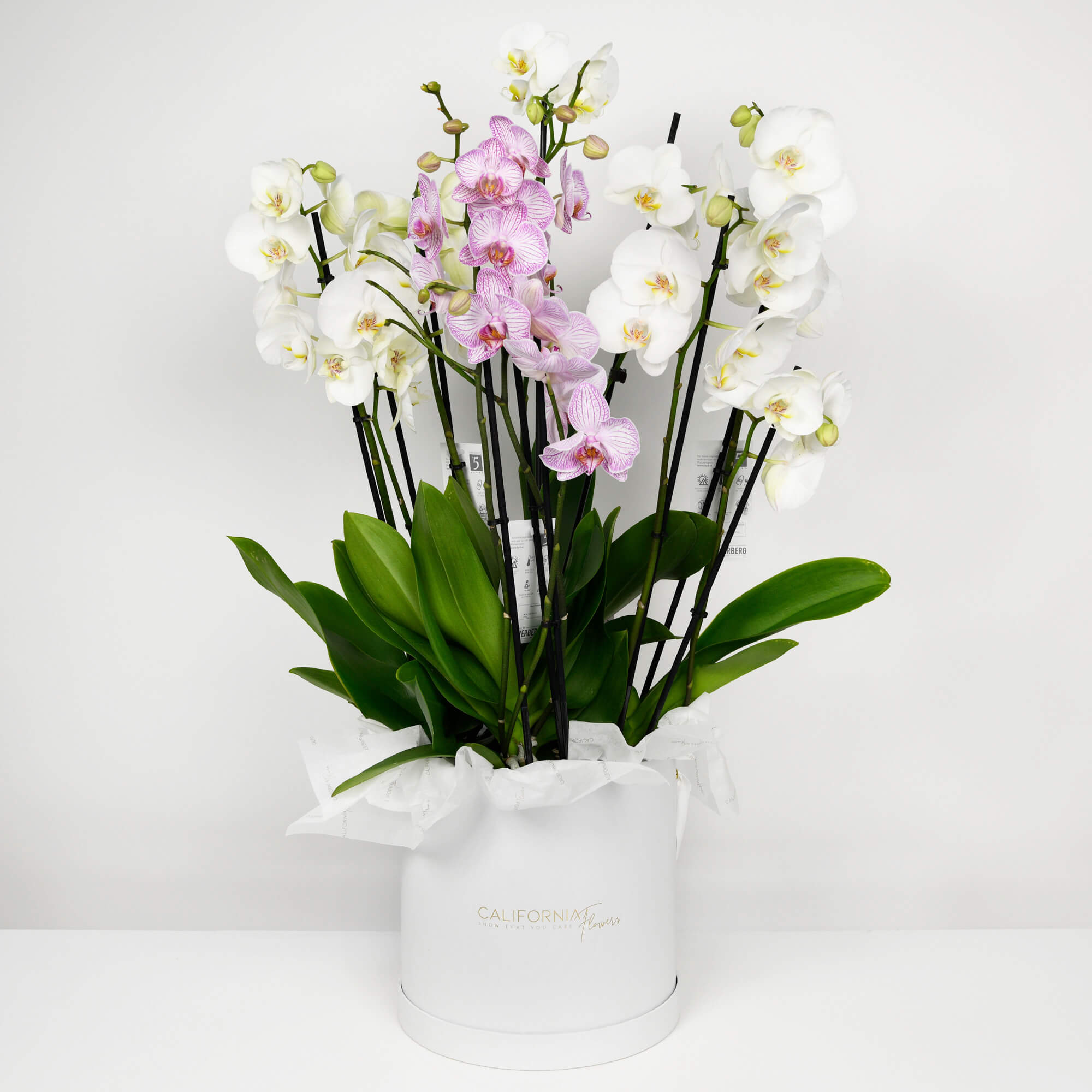 Plante, Cutie alba cu Orhidee Phalaenopsis, californiaflowers.mom