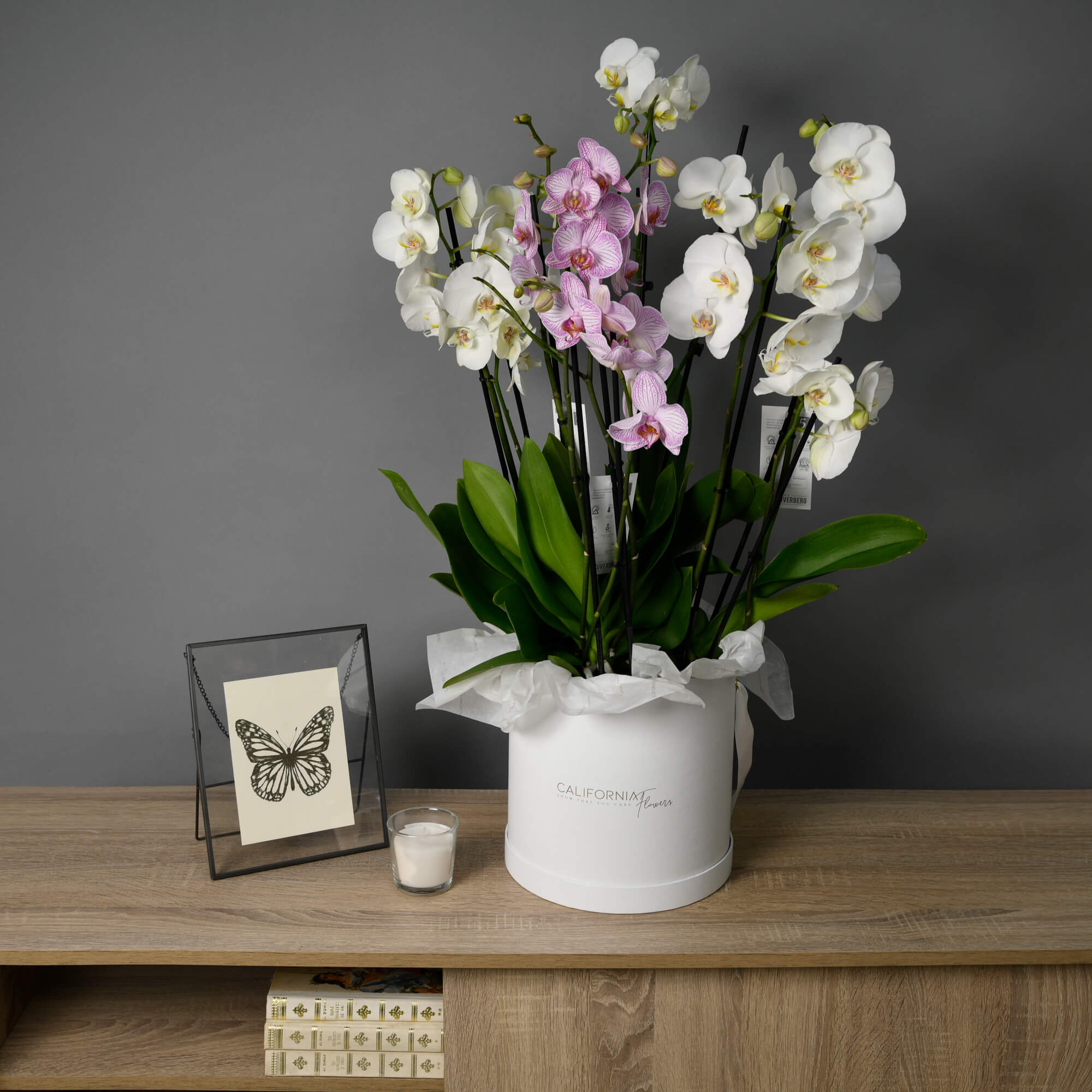 Cutie alba cu Orhidee Phalaenopsis, 3, californiaflowers.mom