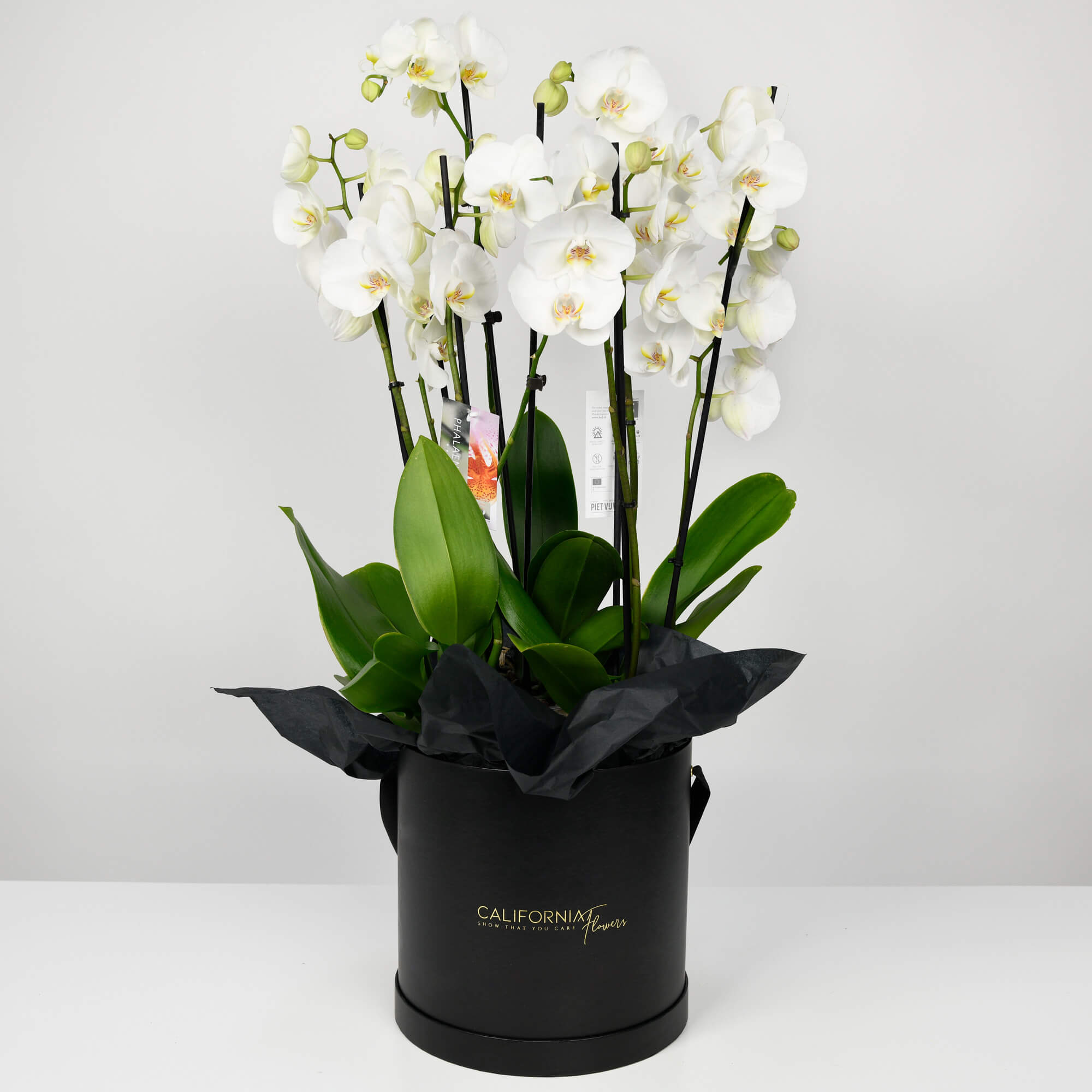 Plante, Cutie neagra cu Orhidee Phalaenopsis, californiaflowers.mom