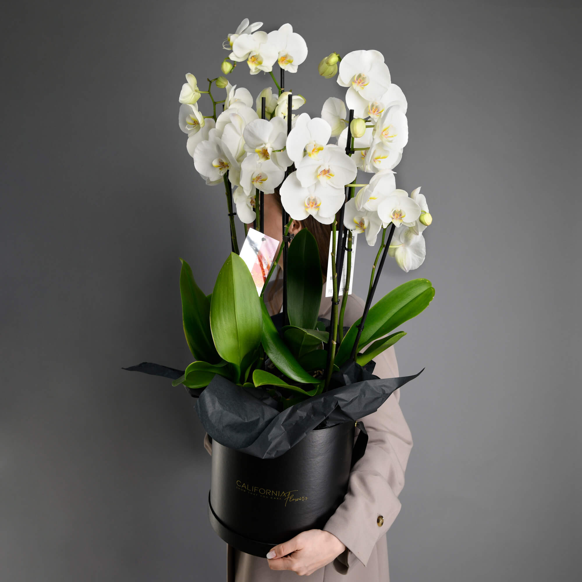 Plante, Cutie neagra cu Orhidee Phalaenopsis, californiaflowers.mom