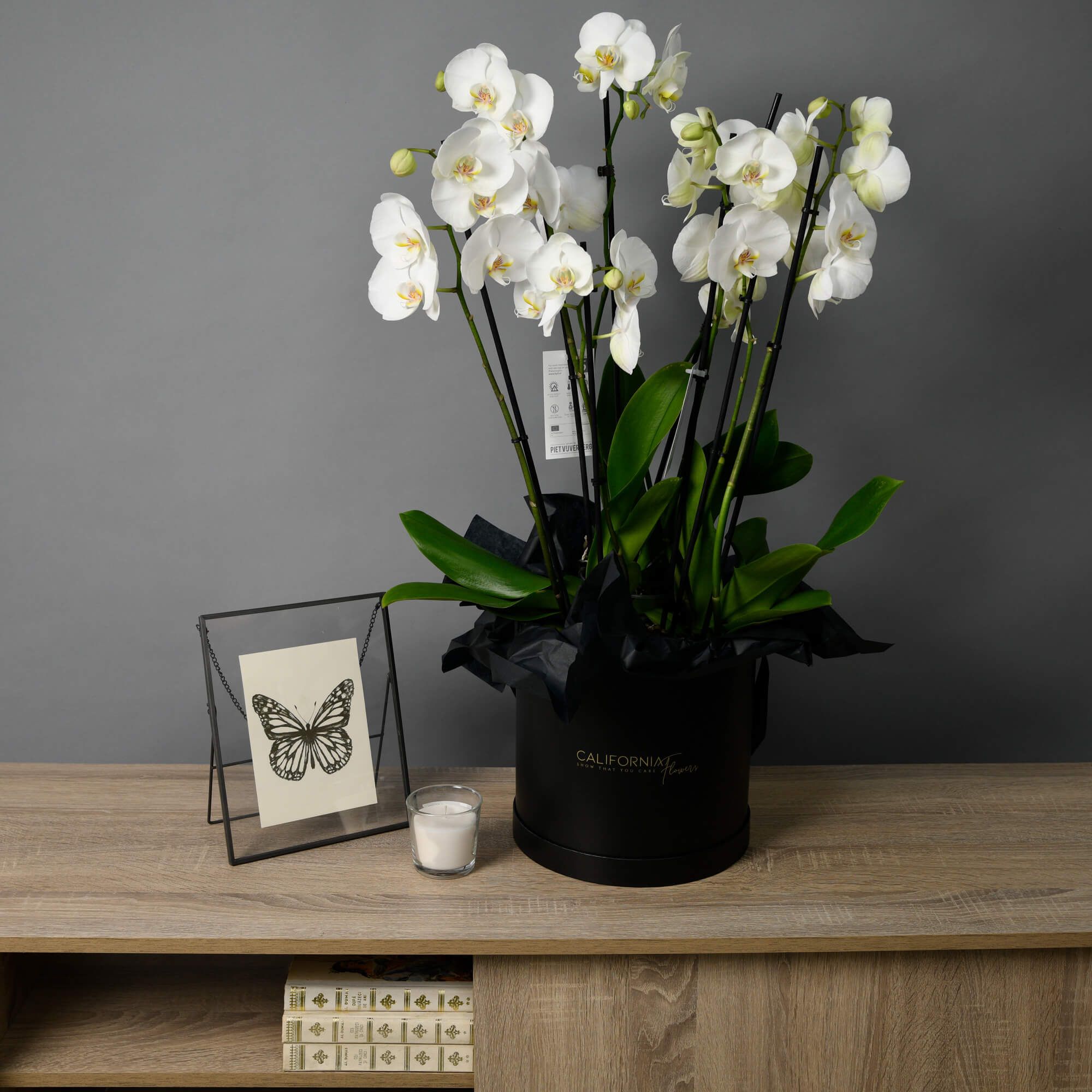 Cutie neagra cu Orhidee Phalaenopsis, 3, californiaflowers.mom