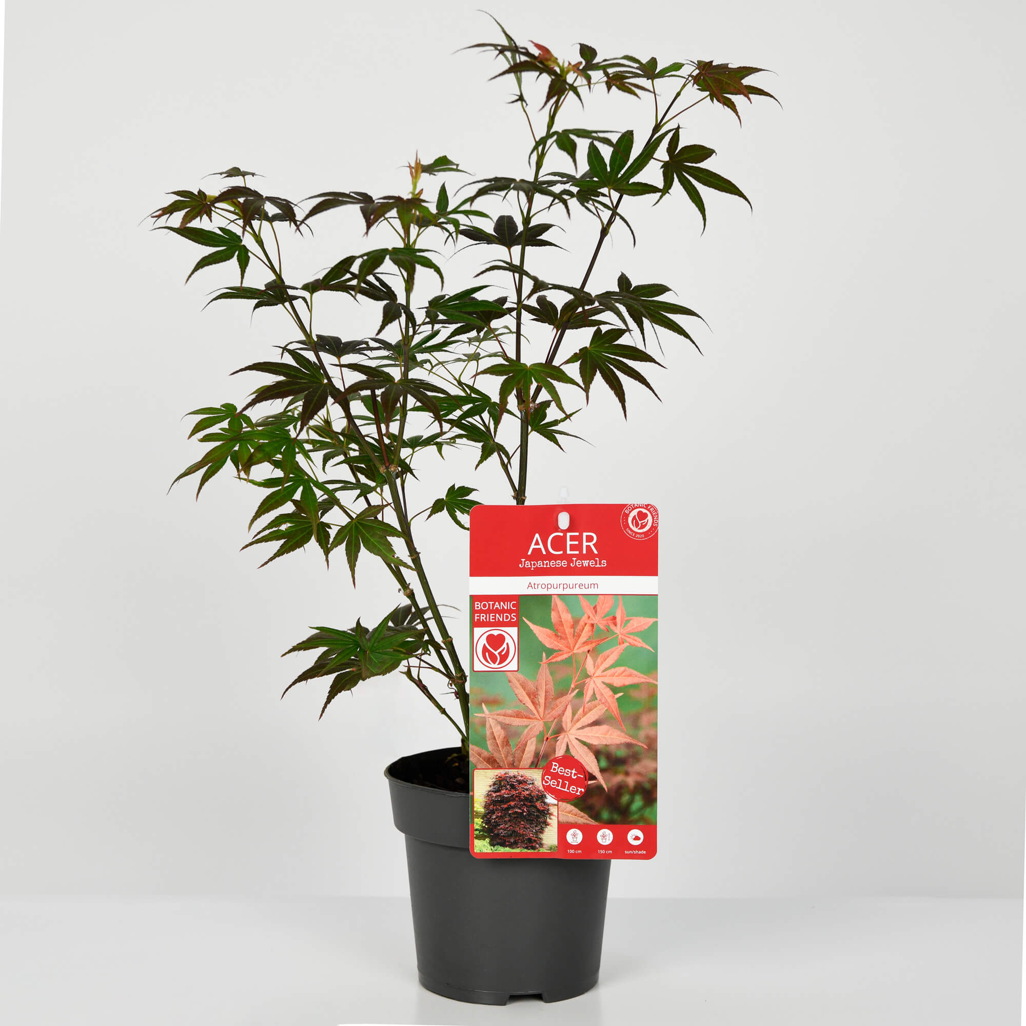 Plante, Planta Artar Japonez, californiaflowers.mom