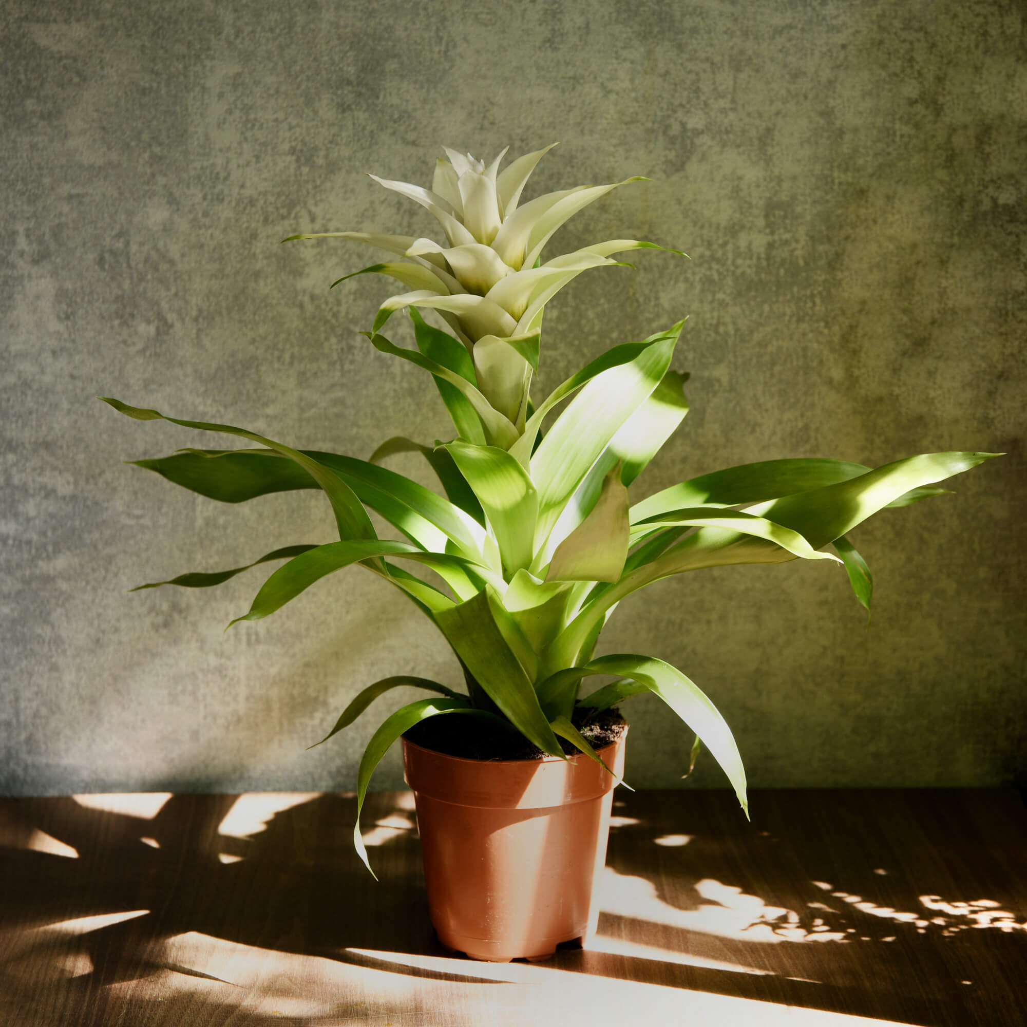 Planta Guzmania Alba, 3, californiaflowers.mom