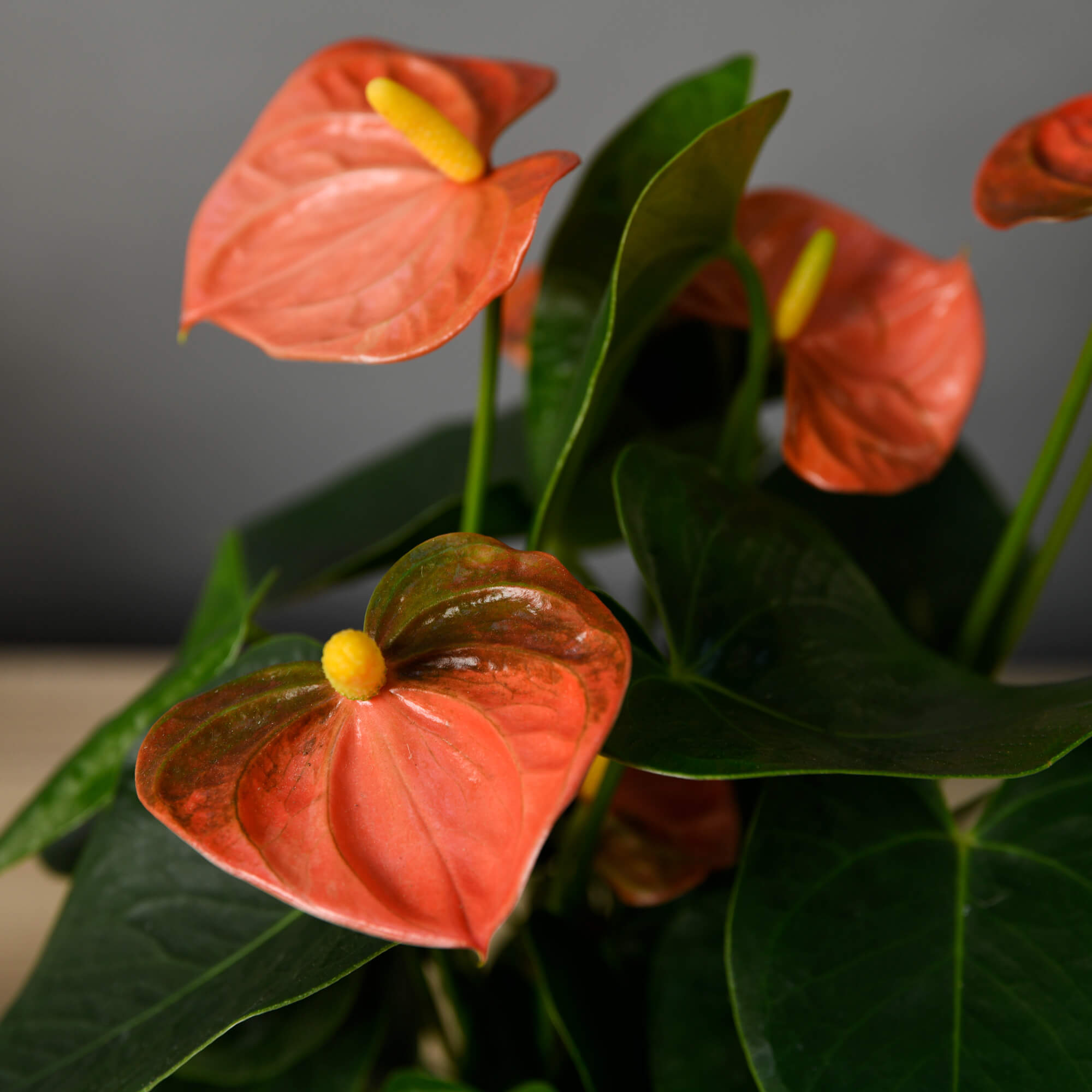 Produse, Planta Anthurium rosie S, californiaflowers.mom