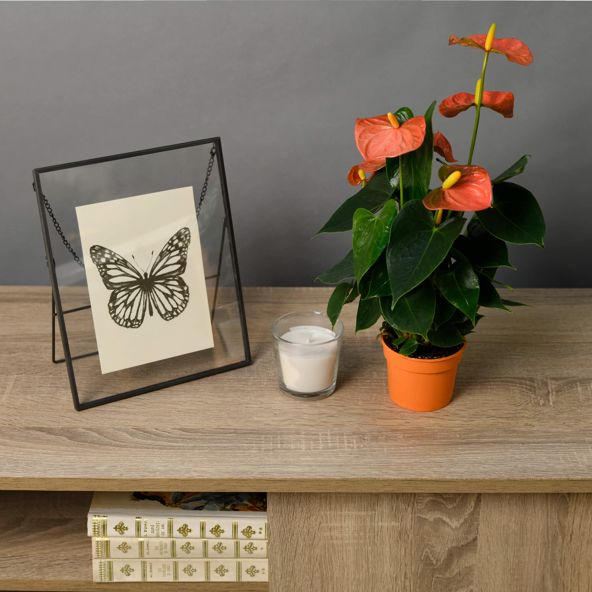 Planta Anthurium rosie S, 3, californiaflowers.mom