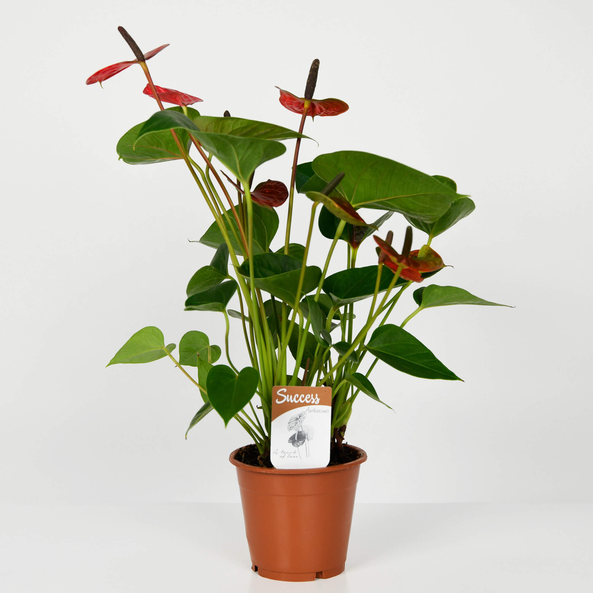 Plante, Planta Anthurium, californiaflowers.mom