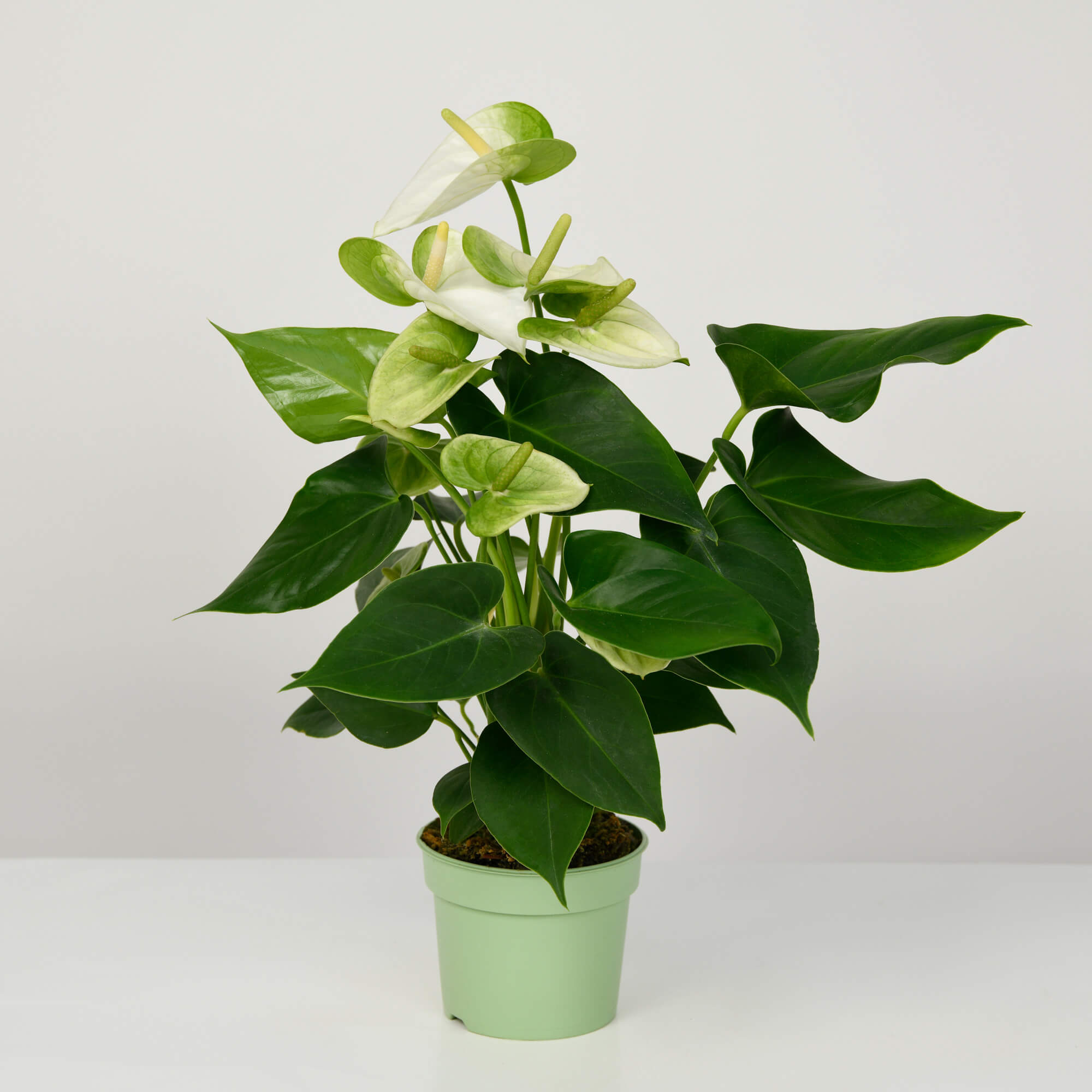Produse, Planta Anthurium alba S, californiaflowers.mom