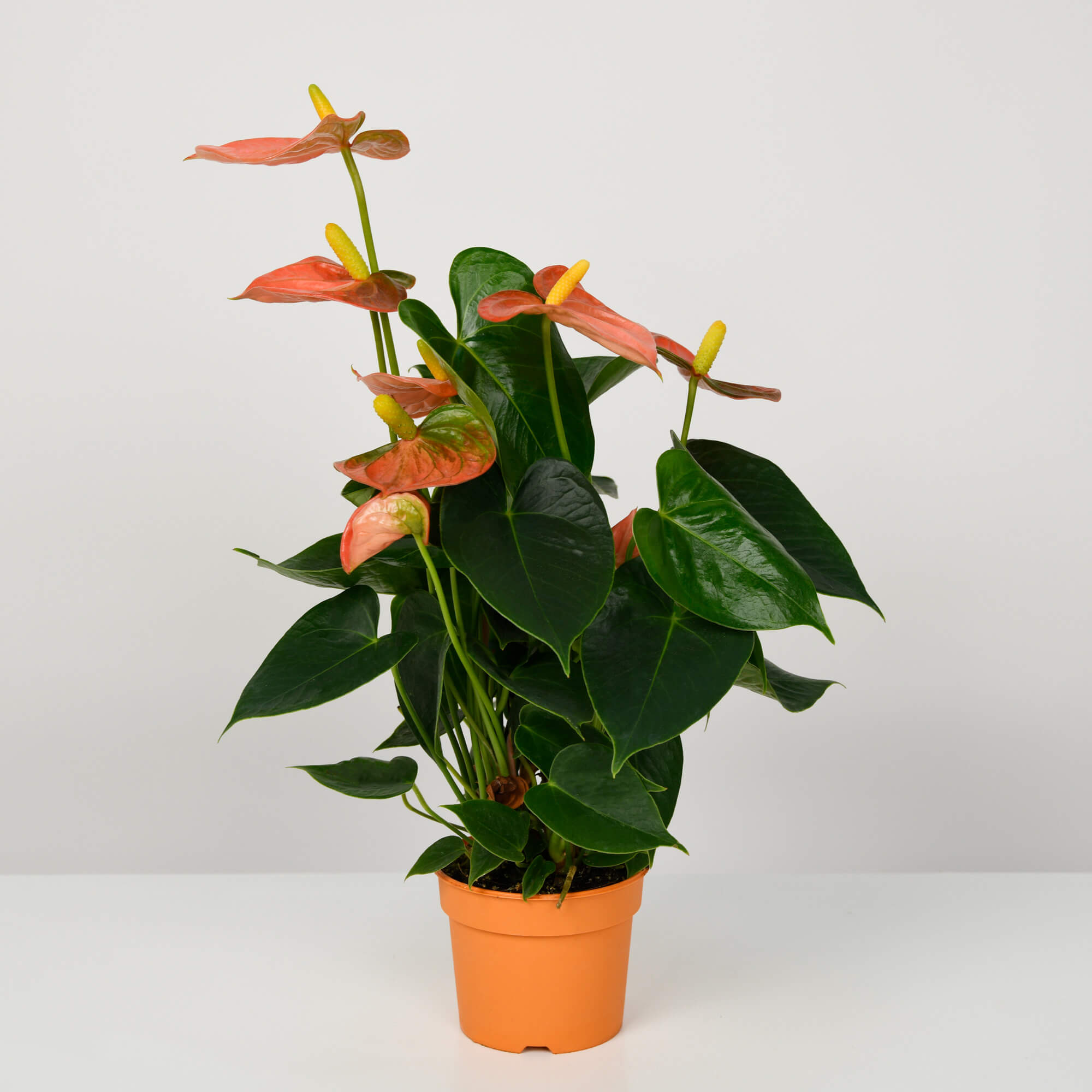Produse, Planta Anthurium rosie S, californiaflowers.mom