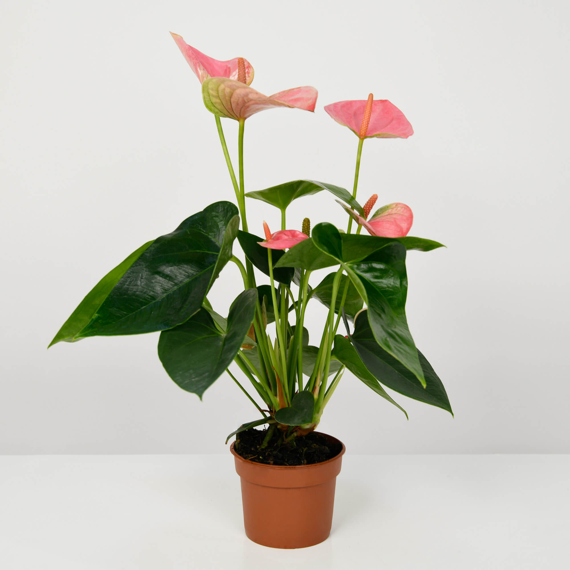 Planta Anthurium roz S, 1, californiaflowers.mom