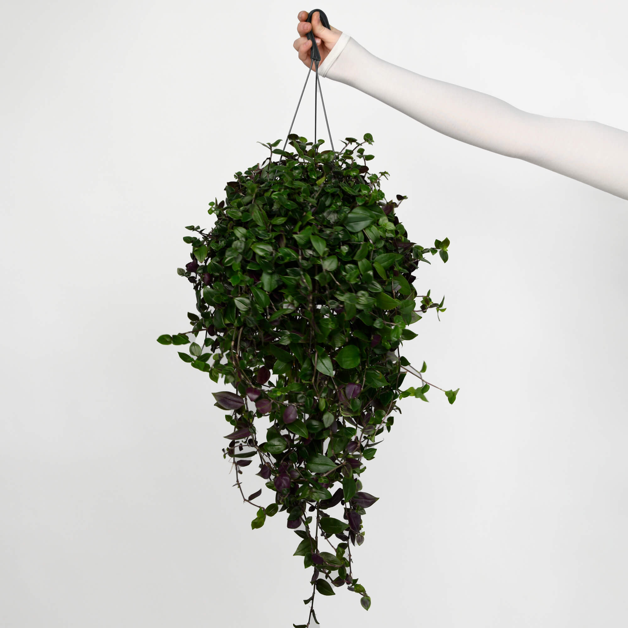 Produse, Planta Tradescantia M, californiaflowers.mom