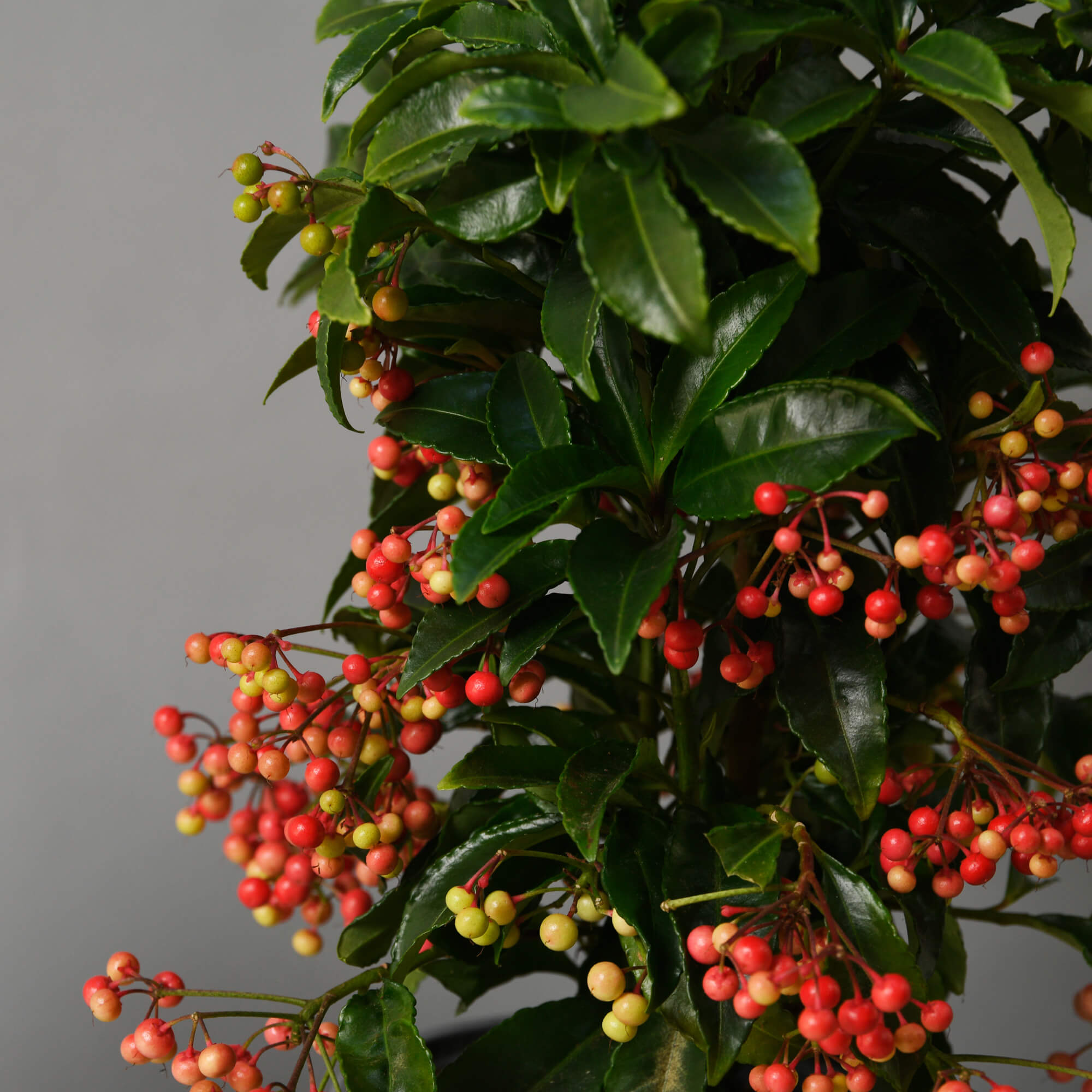Aranjamente florale de Craciun - California Flowers, Planta Ardisia, californiaflowers.mom