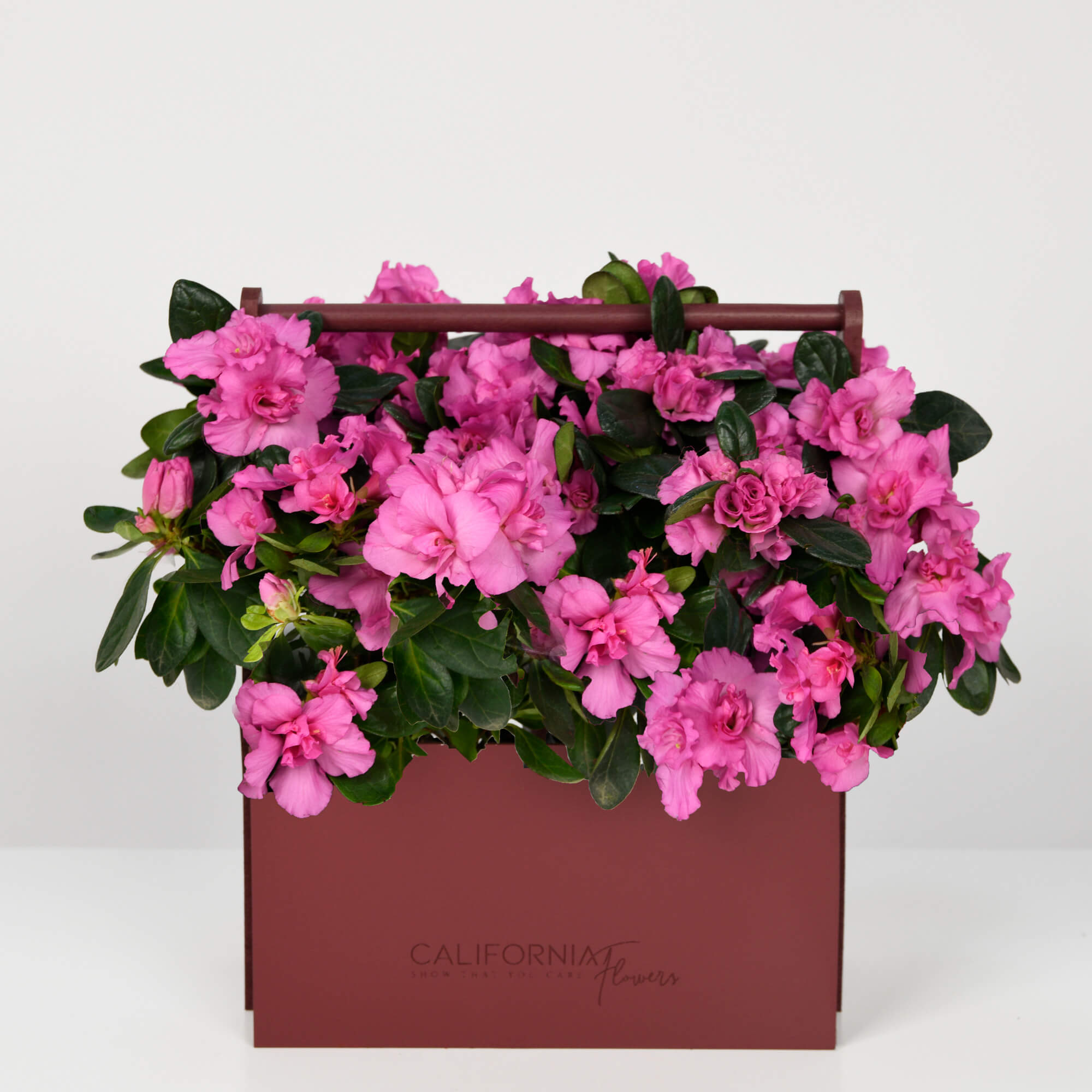 Plante, Cutie cu Azalee roz, californiaflowers.mom