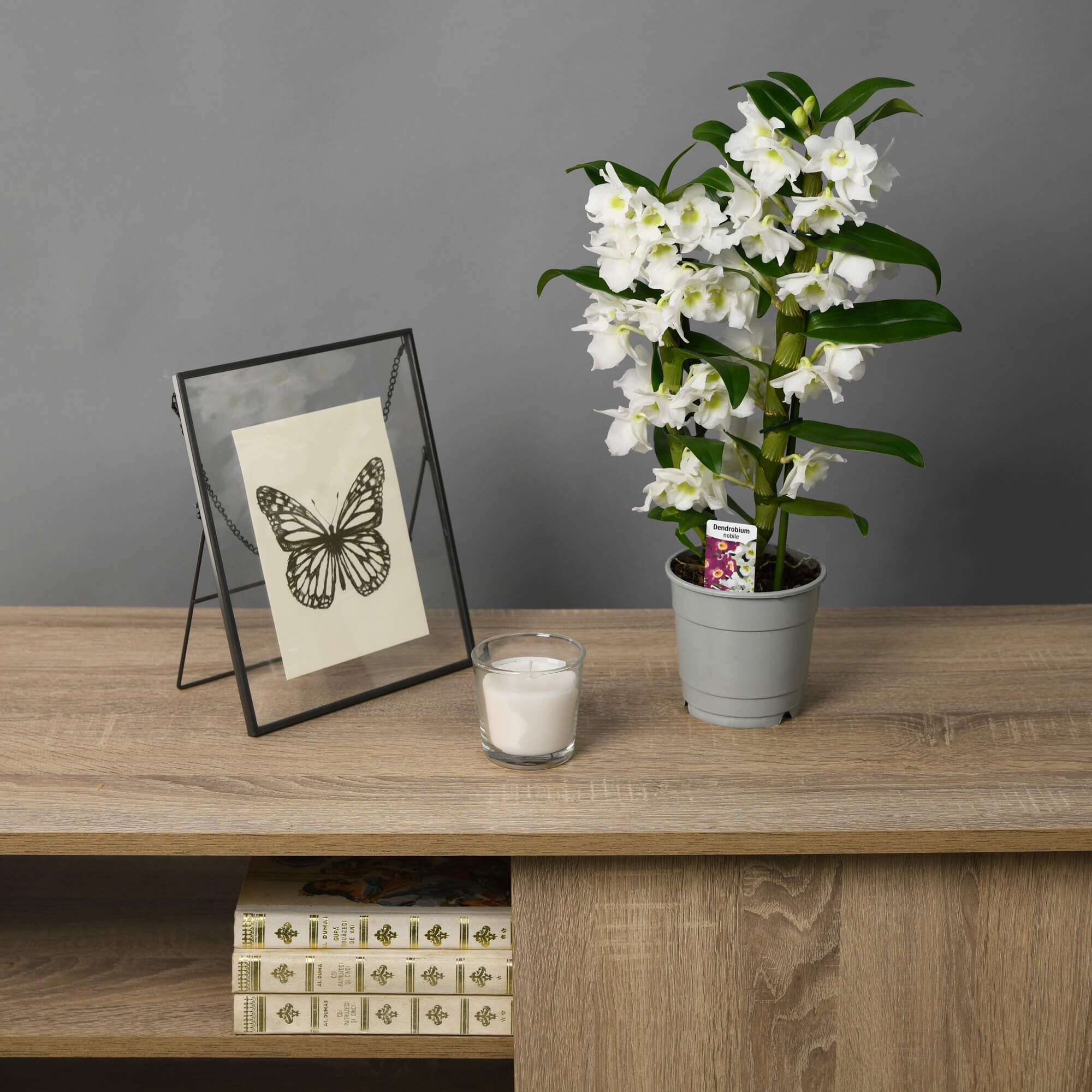 Orhidee Dendrobium Alba, 3, californiaflowers.mom