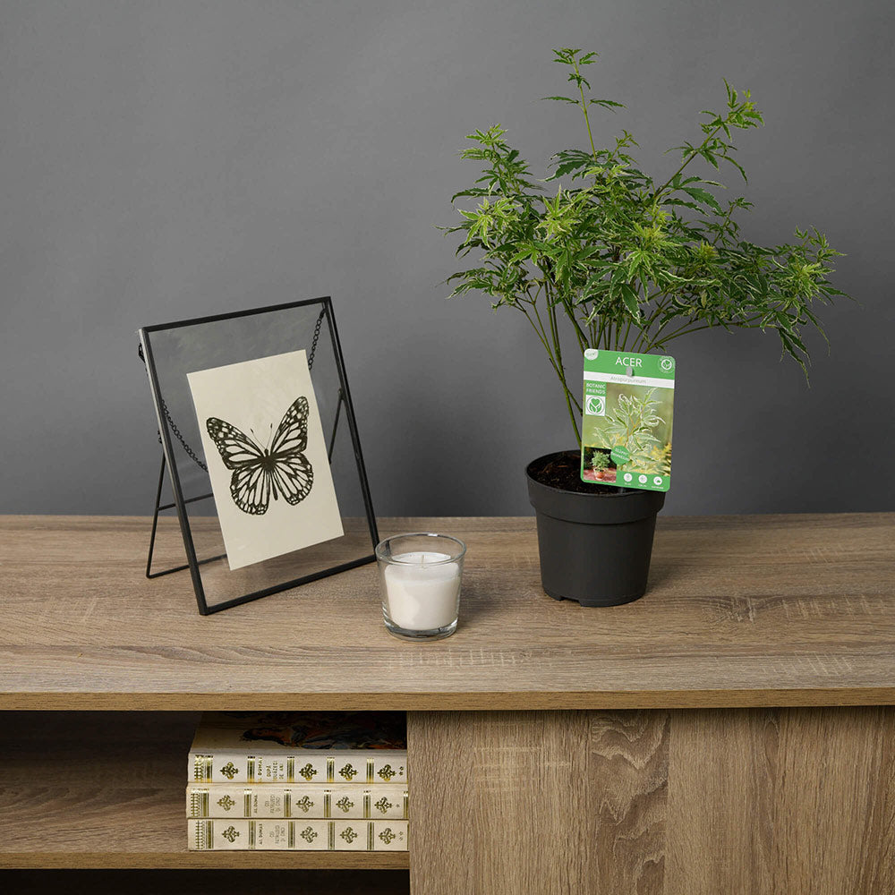 Planta Artar, 3, californiaflowers.mom