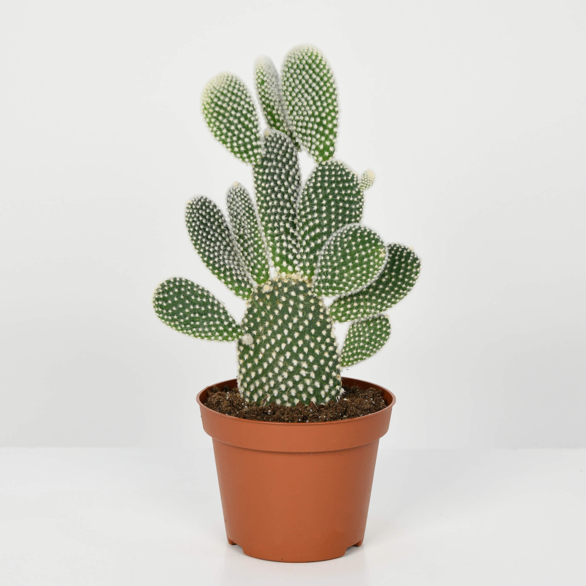 Produse, Cactus Opuntia Albispina, californiaflowers.mom