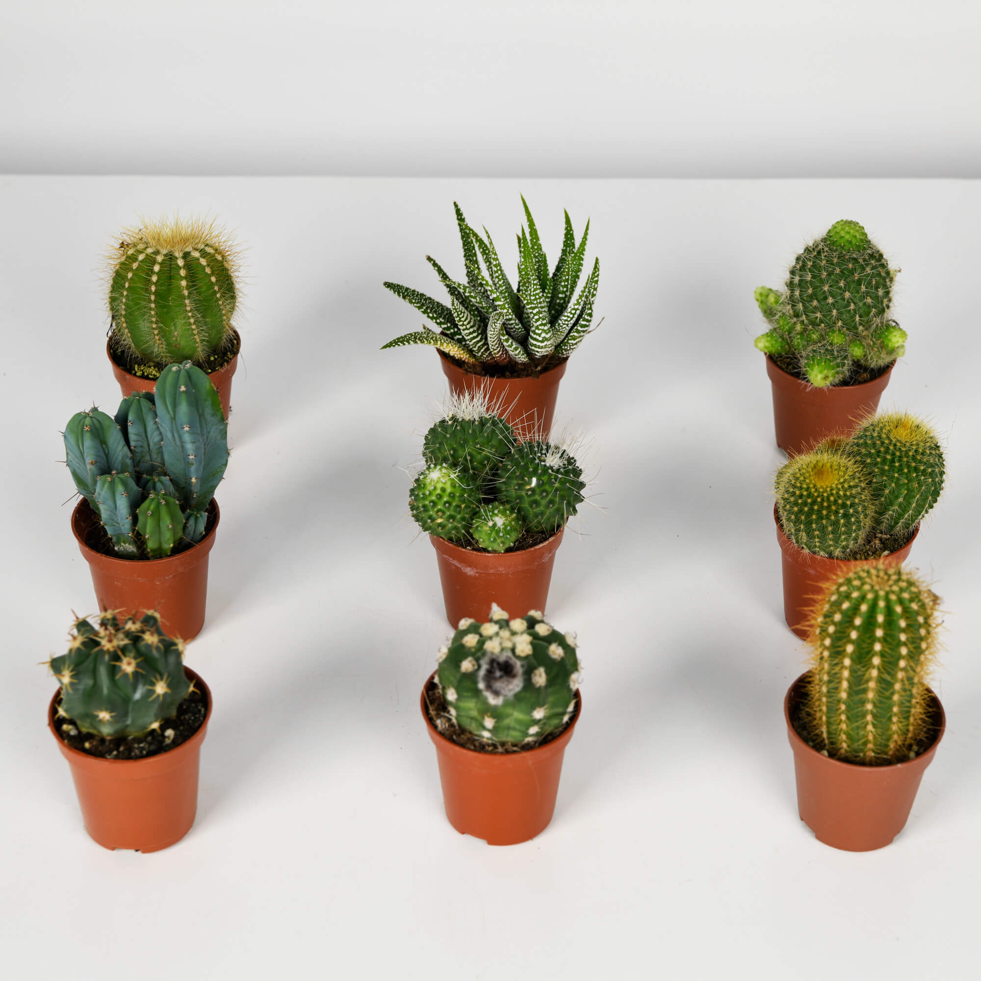 Plante, Cactus, californiaflowers.mom
