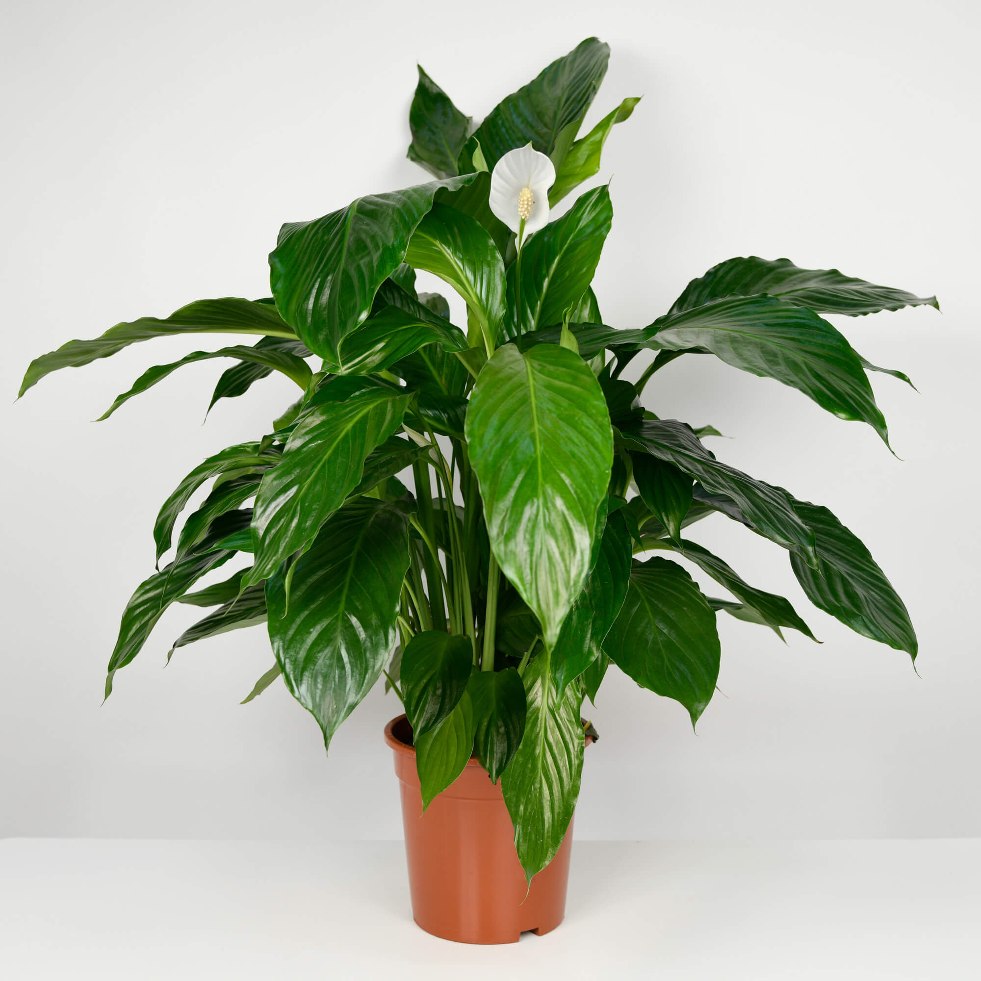 Plante, Planta Spathiphyllum, californiaflowers.mom