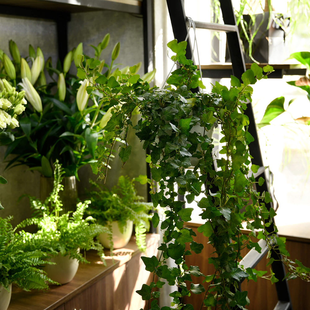 Produse, Iedera Hedera, californiaflowers.mom