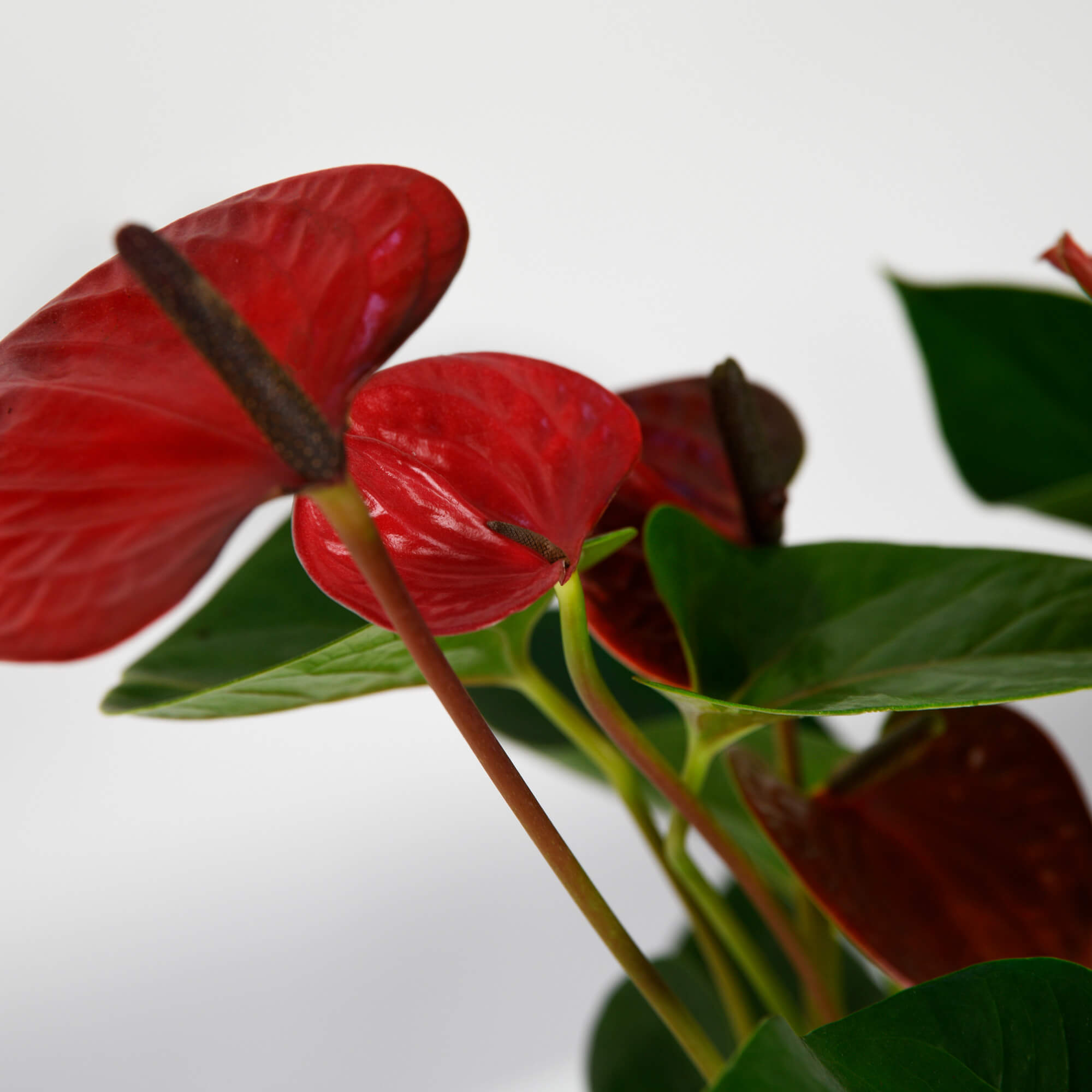 Plante, Planta Anthurium, californiaflowers.mom