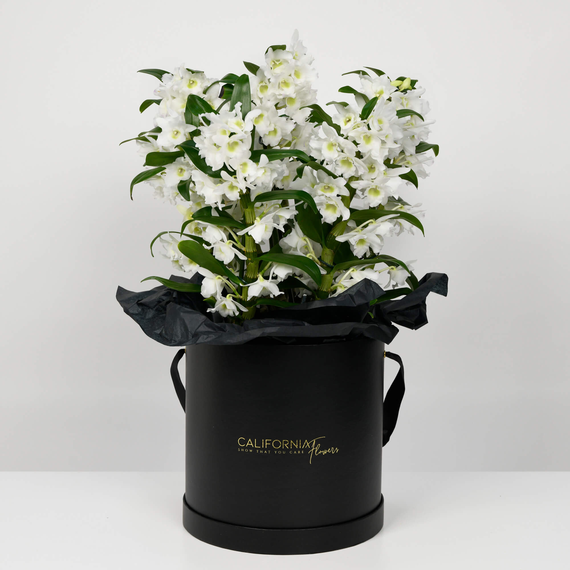 Plante, Cutie cu Orhidee Dendrobium, californiaflowers.mom