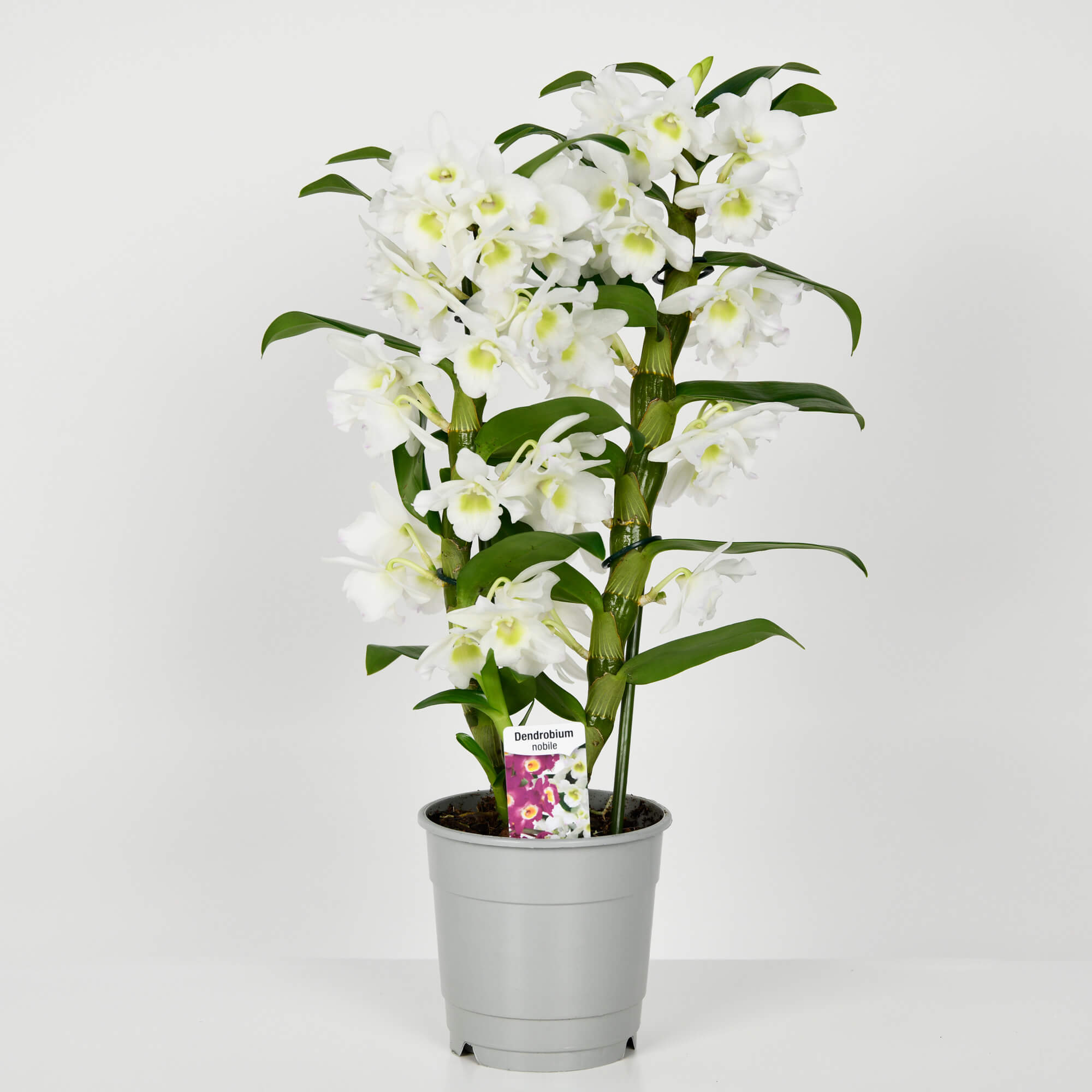 Plante, Orhidee Dendrobium Alba, californiaflowers.mom