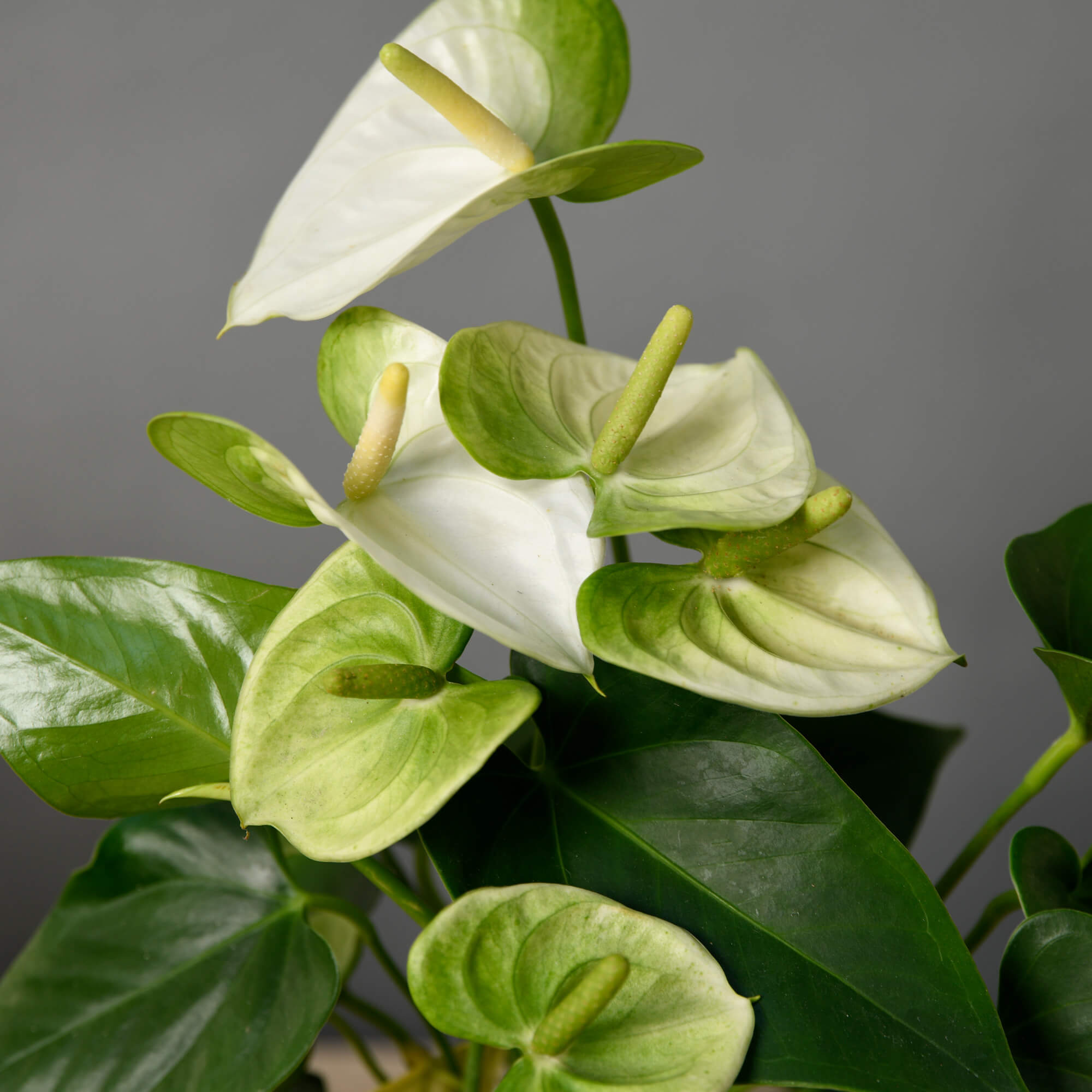 Produse, Planta Anthurium alba S, californiaflowers.mom