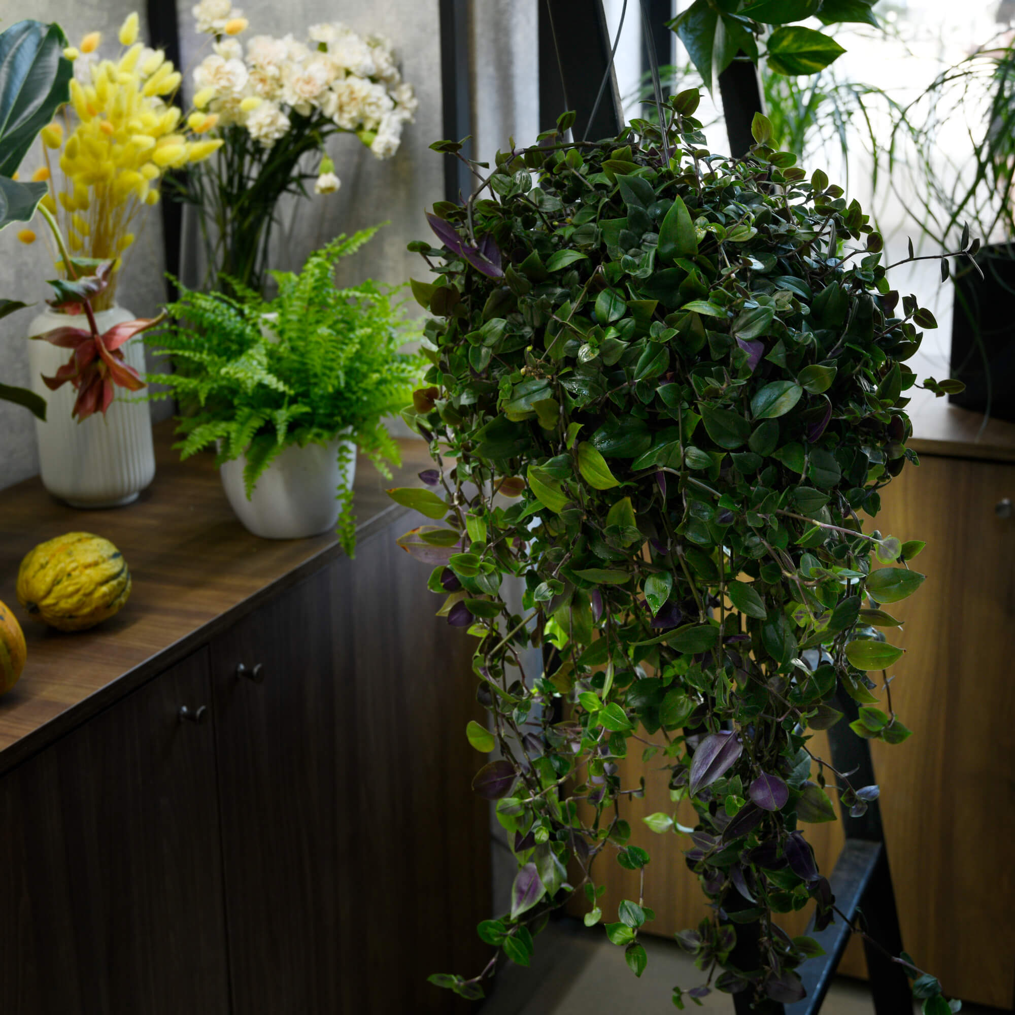 Produse, Planta Tradescantia M, californiaflowers.mom