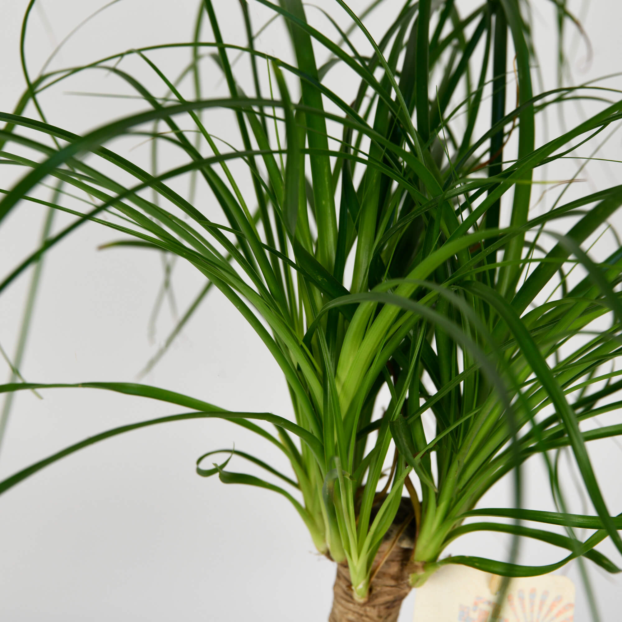 Plante, Planta Nolina, californiaflowers.mom