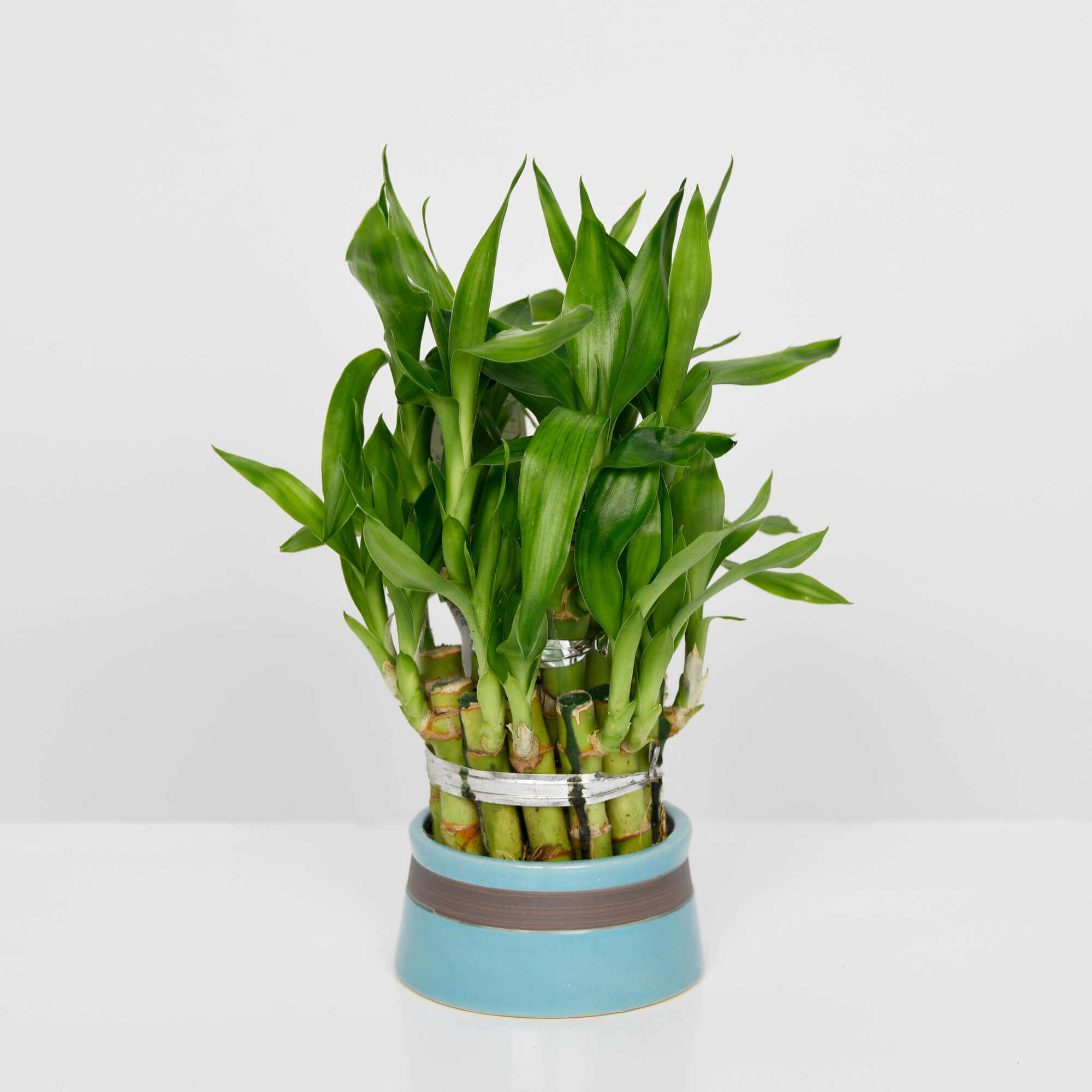 Produse, Aranjament Bambus, californiaflowers.mom