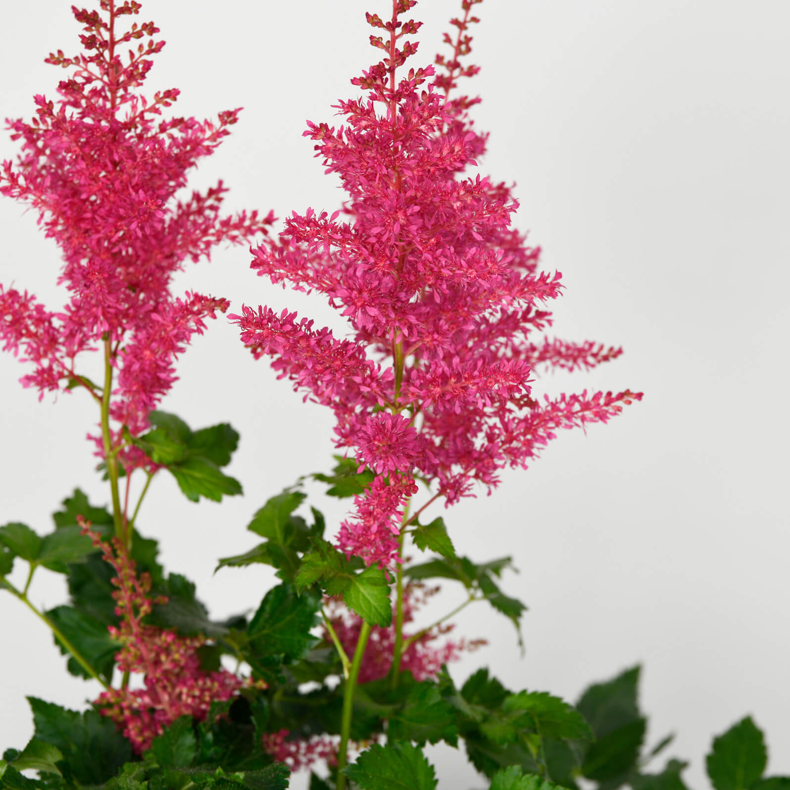 Produse, Planta Astillbe, californiaflowers.mom