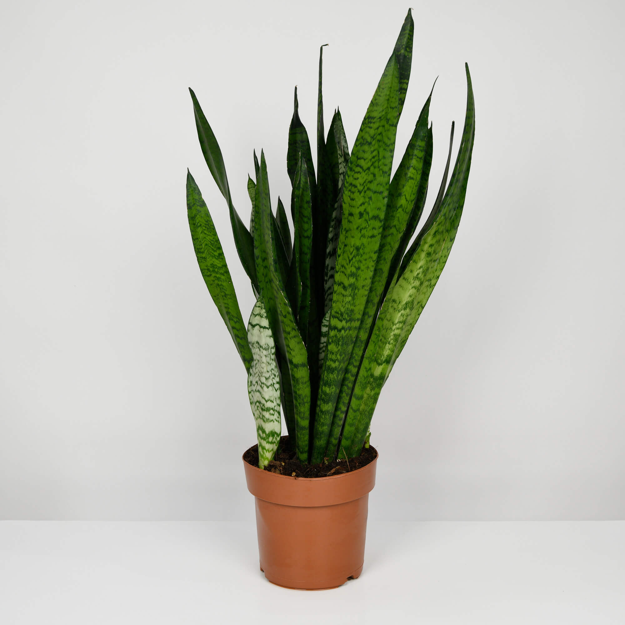 Produse, Sanseviera, californiaflowers.mom