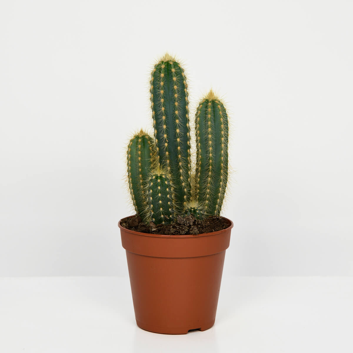 Livrare Flori Vladiceasca, Cactus Pilosocereus, californiaflowers.mom