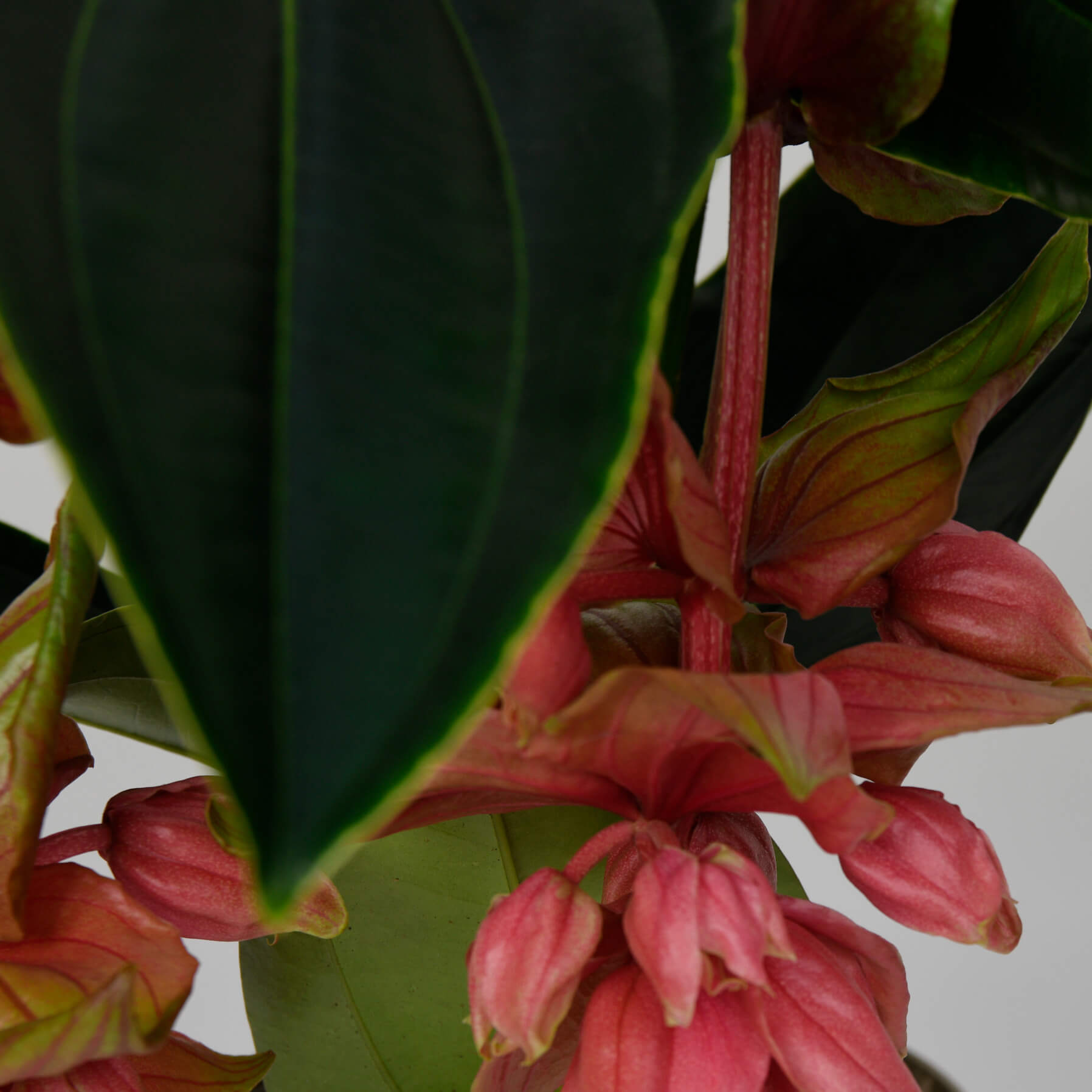 Planta Medinilla, 2, californiaflowers.mom