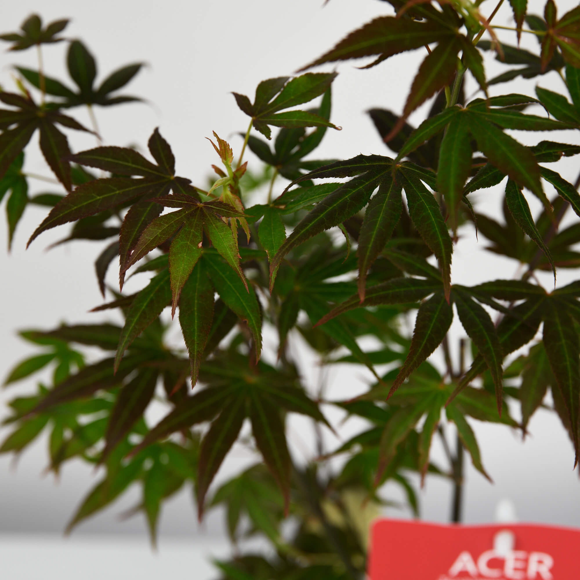 Plante, Planta Artar Japonez, californiaflowers.mom