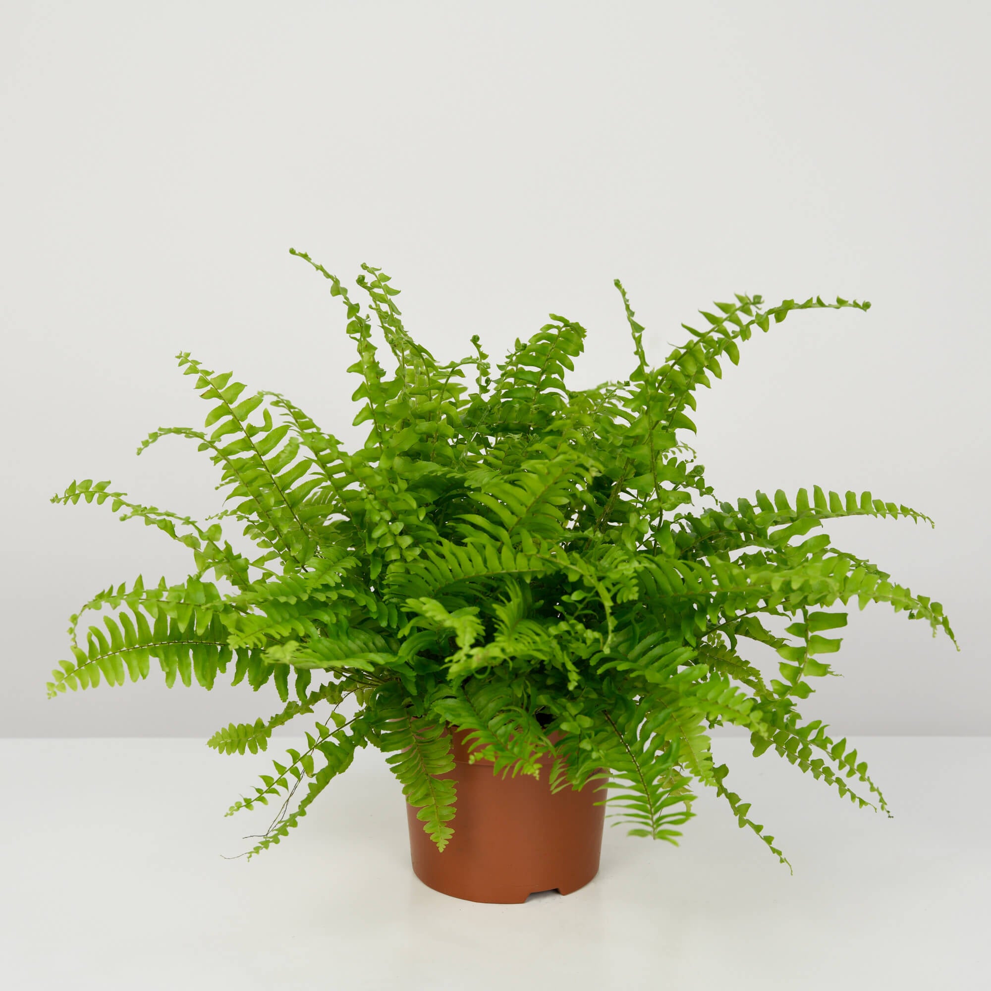 Feriga S, 1, californiaflowers.mom