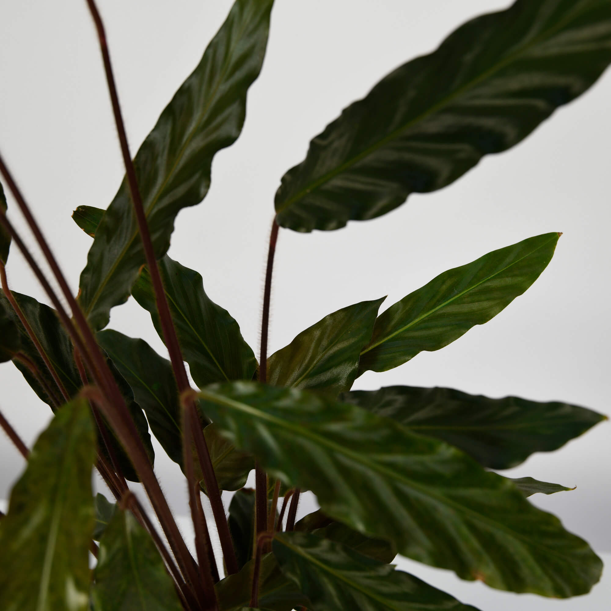 Plante, Planta Calathea, californiaflowers.mom