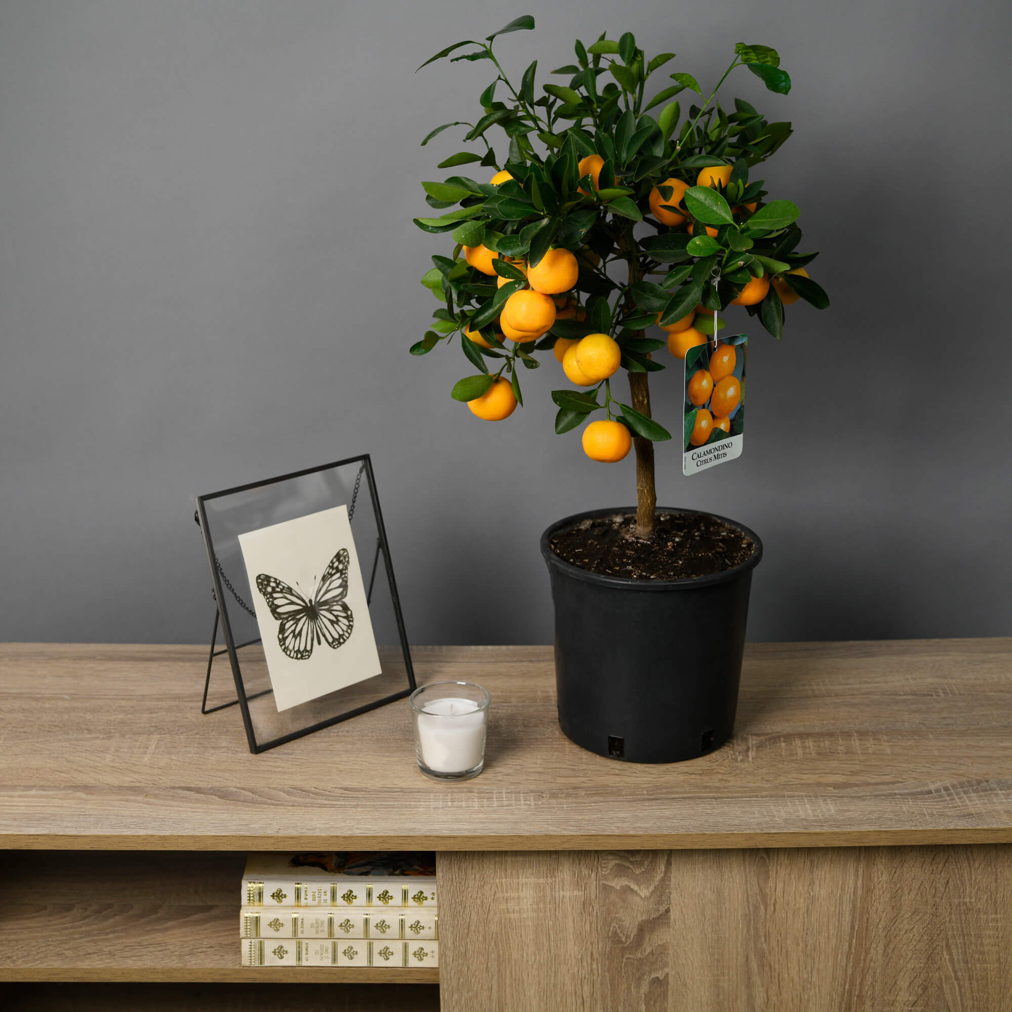 Calamondin, 3, californiaflowers.mom