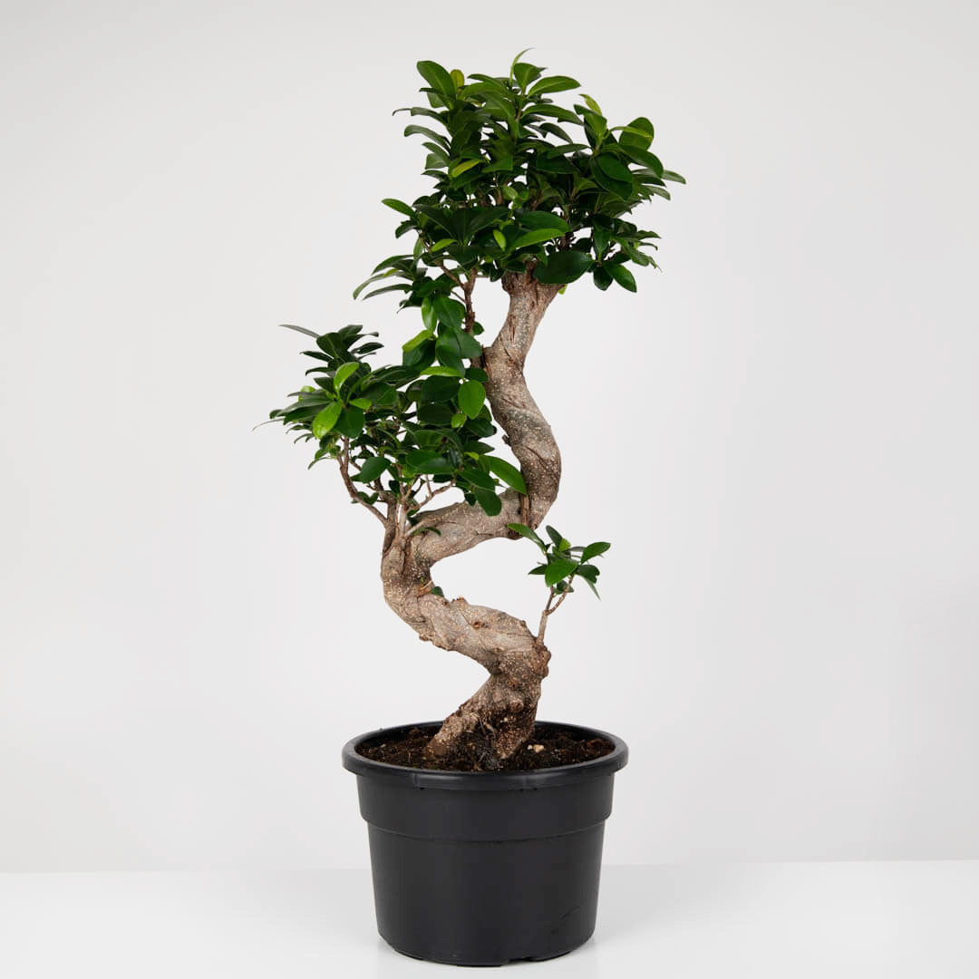 Plante, Bonsai, californiaflowers.mom