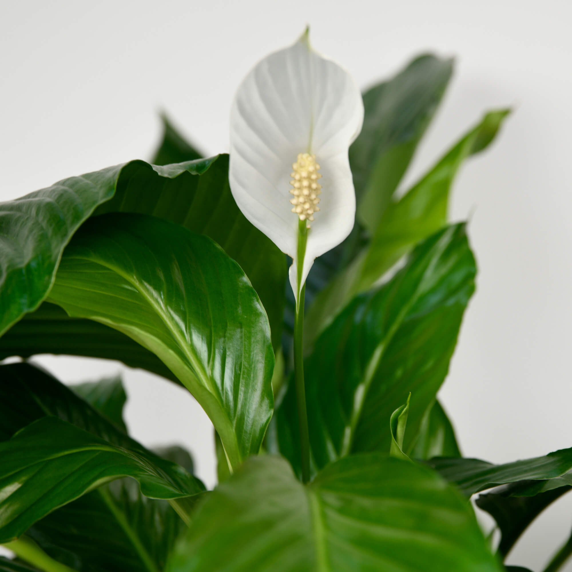 Plante, Planta Spathiphyllum, californiaflowers.mom