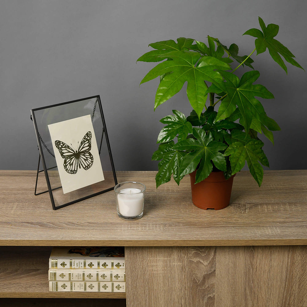 Planta Aralia, 3, californiaflowers.mom