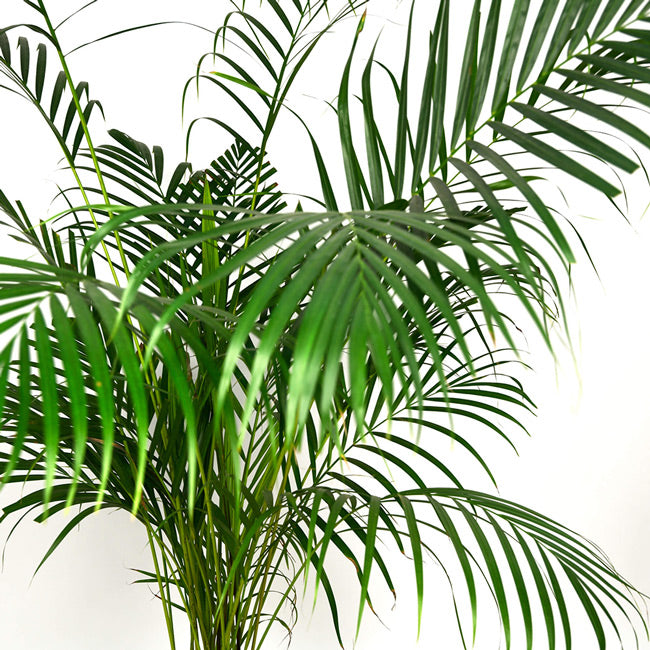 Plante, Planta Phoenix, californiaflowers.mom